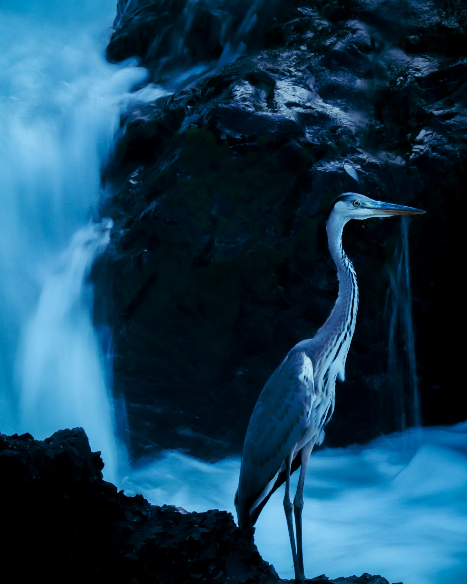 Heron standing near a blue waterfall
