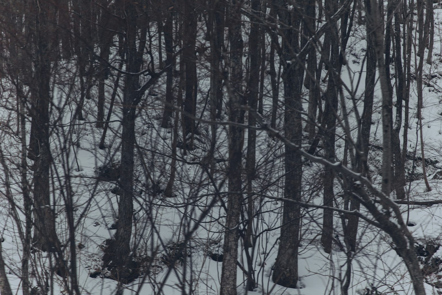 Scena di foresta innevata con siluette di alberi