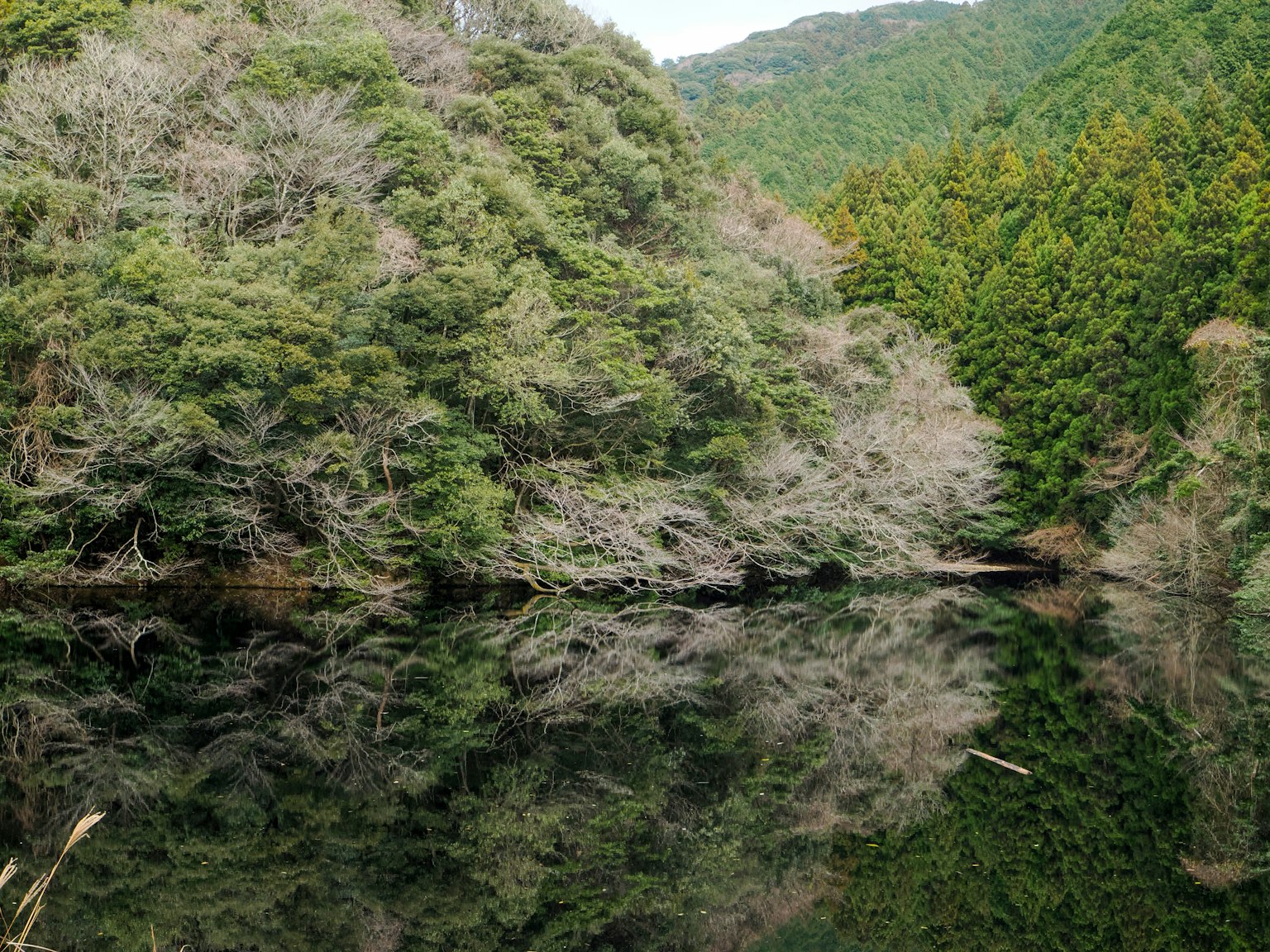 Lago tranquilo que refleja árboles verdes y secos