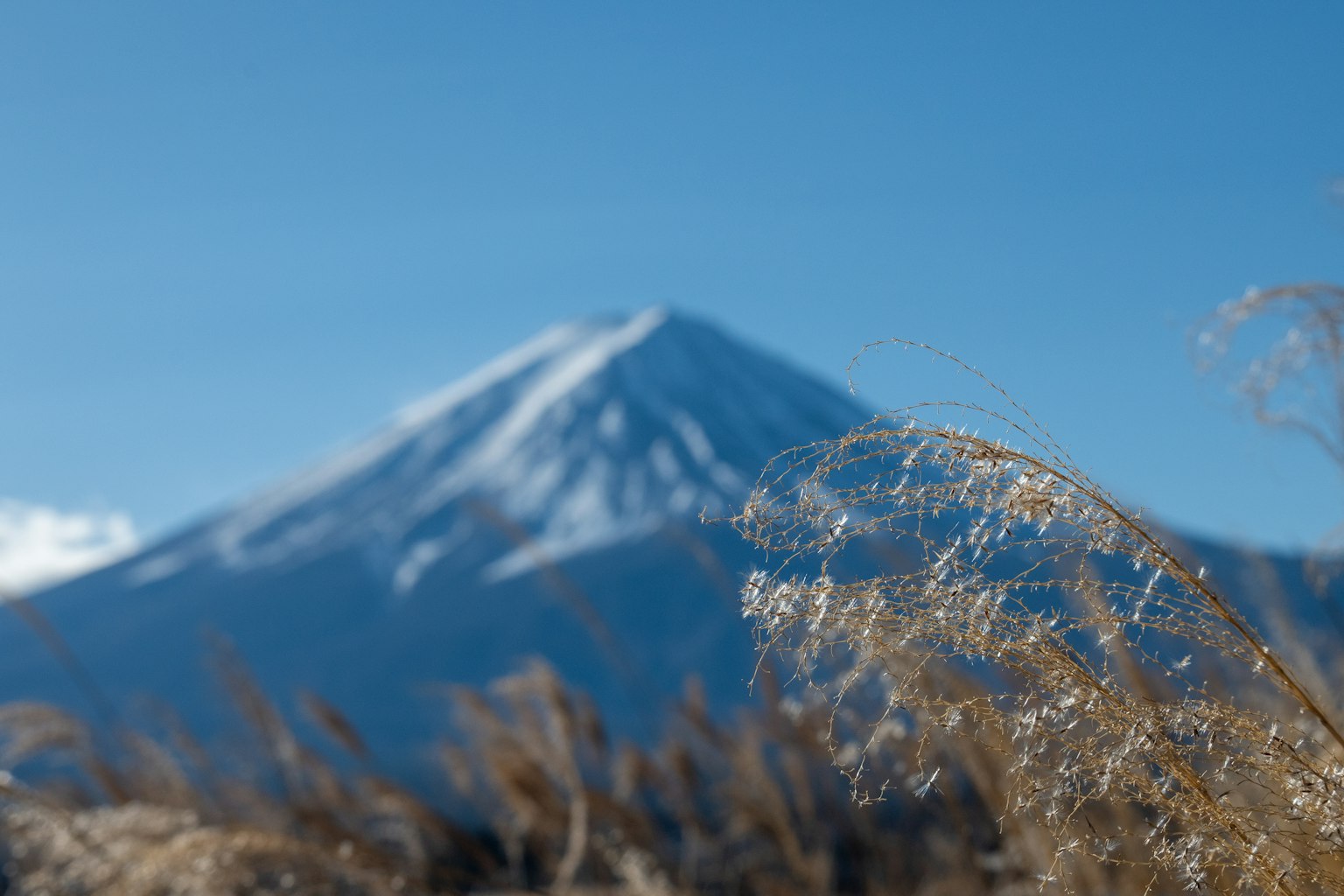 Mont Fuji enneigé avec des graminées au premier plan