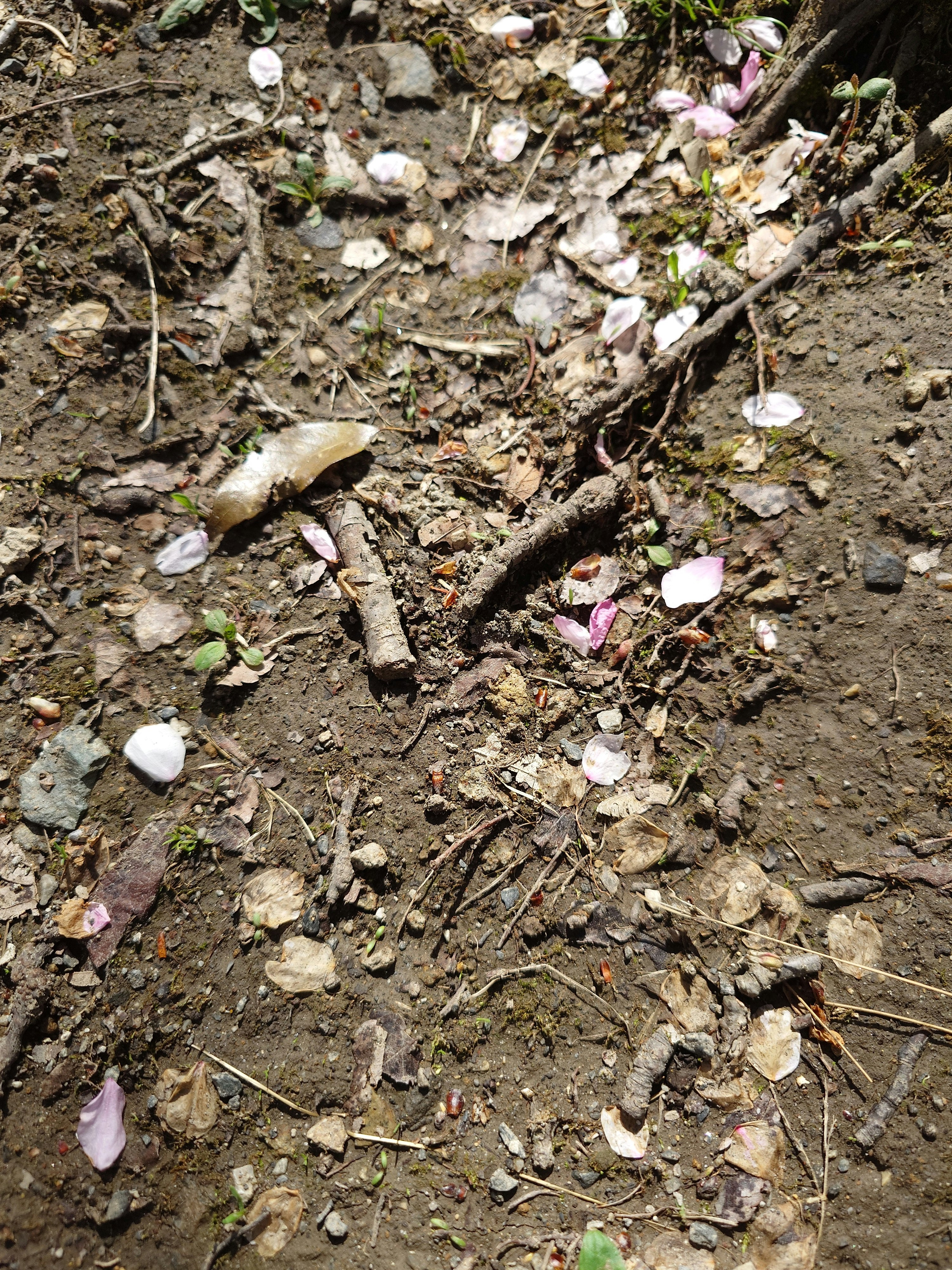 basura y hojas secas esparcidas sobre tierra desnuda