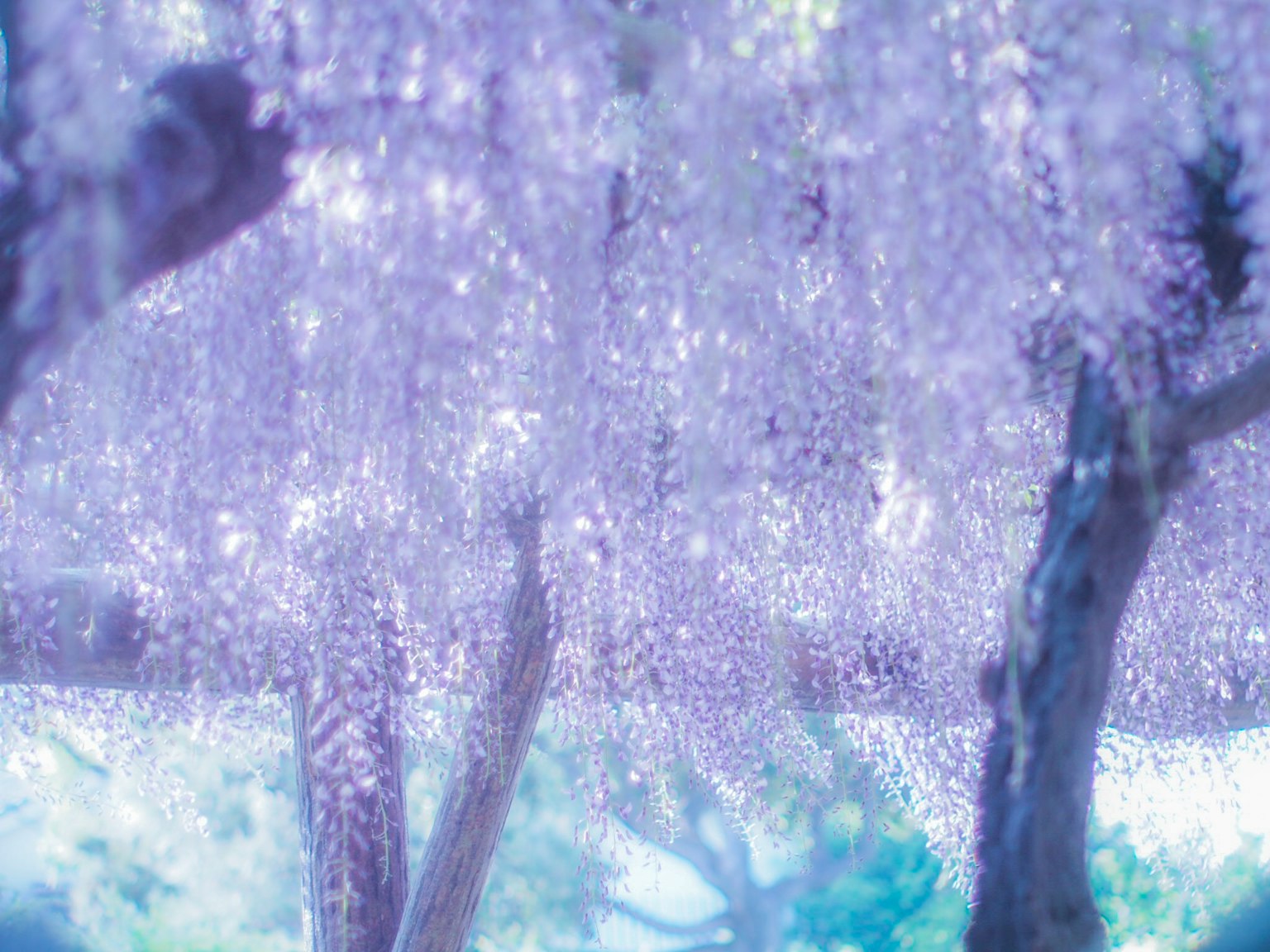美麗的紫色藤花垂掛的場景
