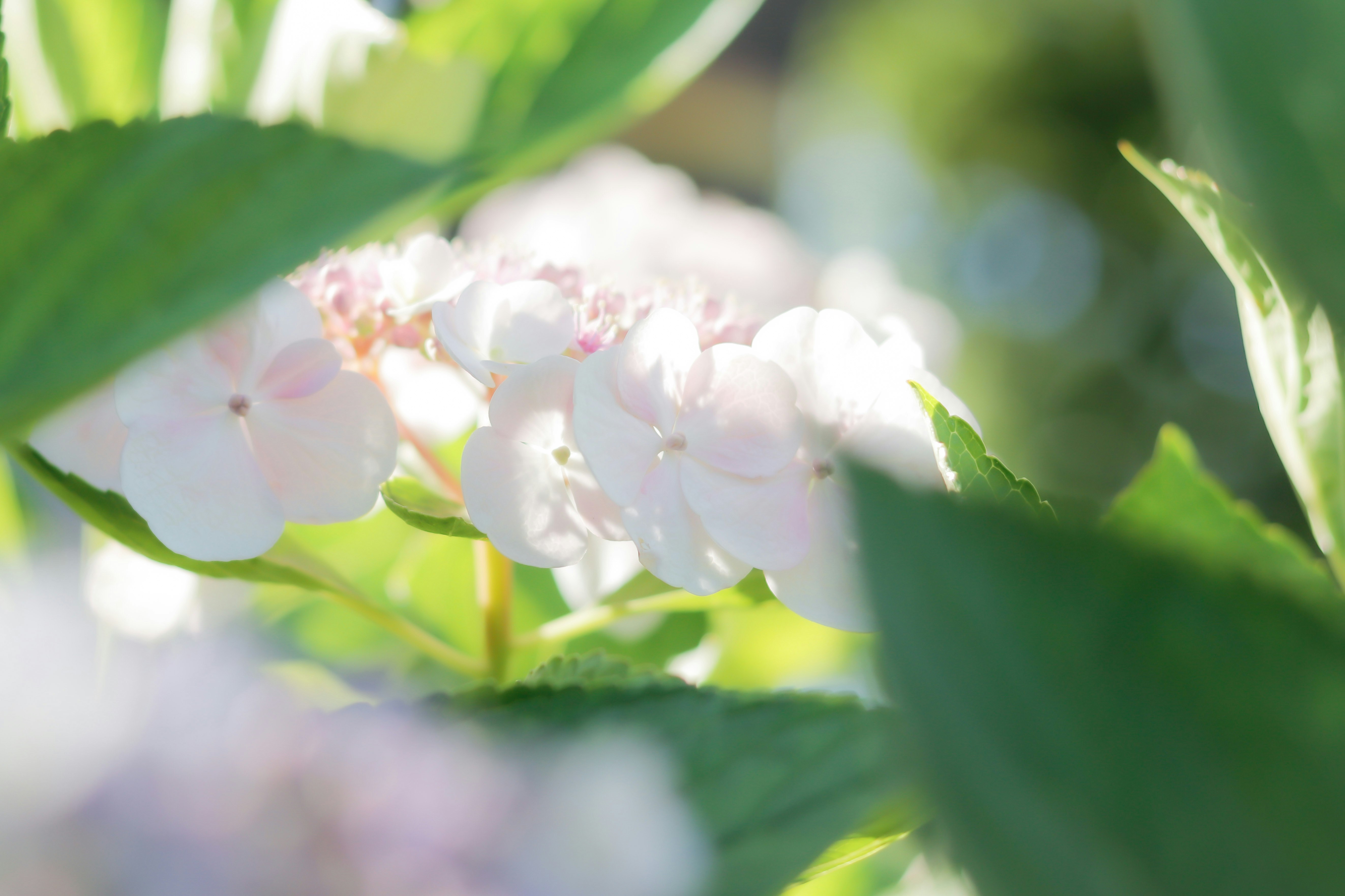 macro image of white blossoms between green leaves