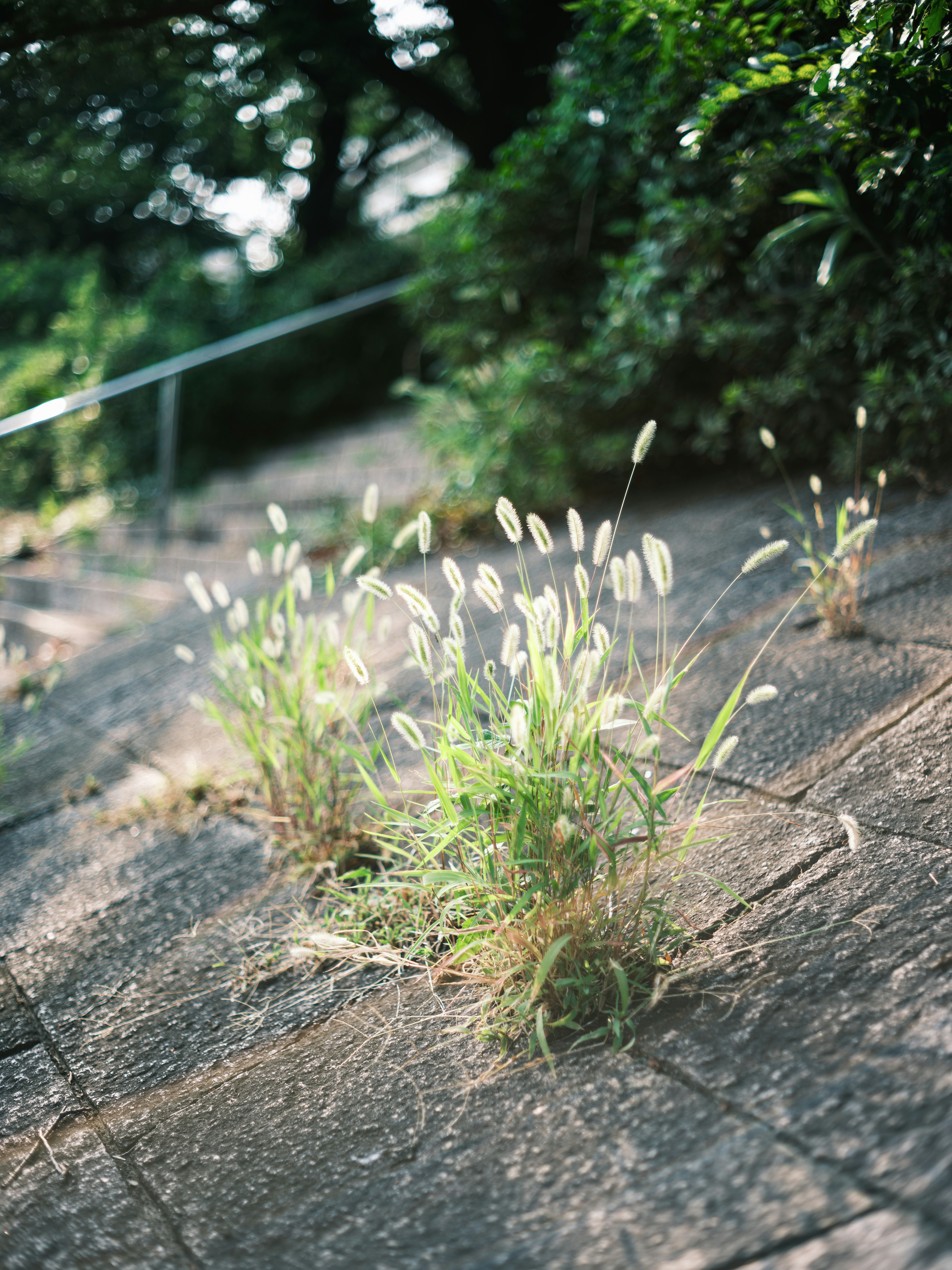 石畳の隙間から生える草と木陰の小道
