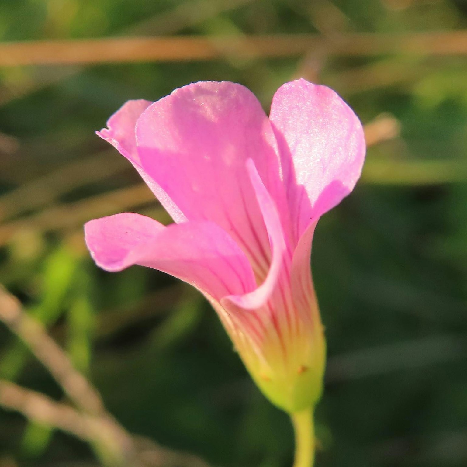 Acercamiento de una flor con pétalos rosa vibrantes