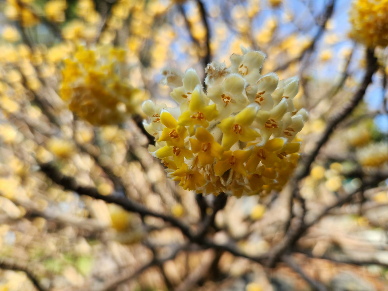Gros plan d'une branche avec des fleurs jaunes en fleurs