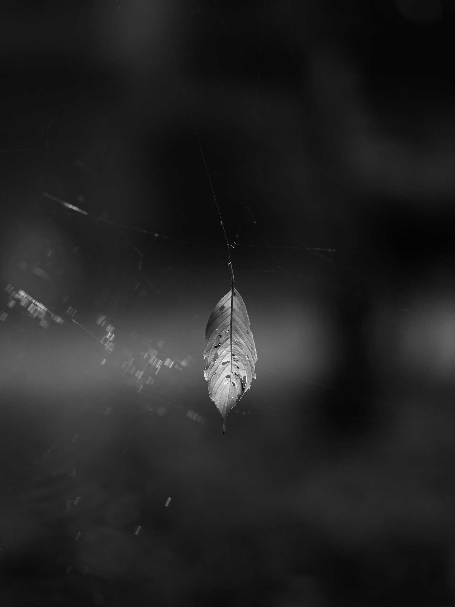 黒と白の背景に浮かぶ葉の写真
