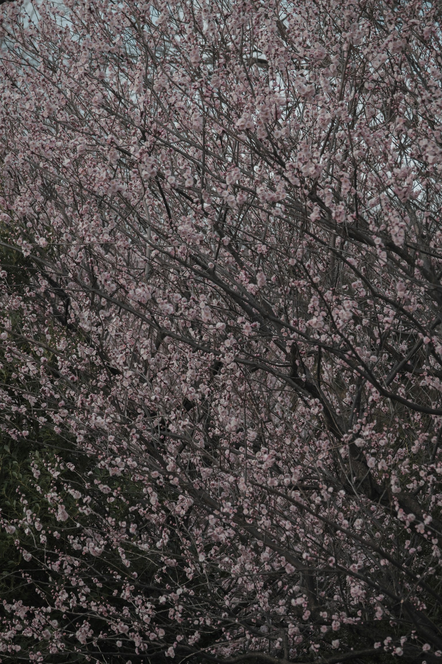 盛開的櫻花樹枝