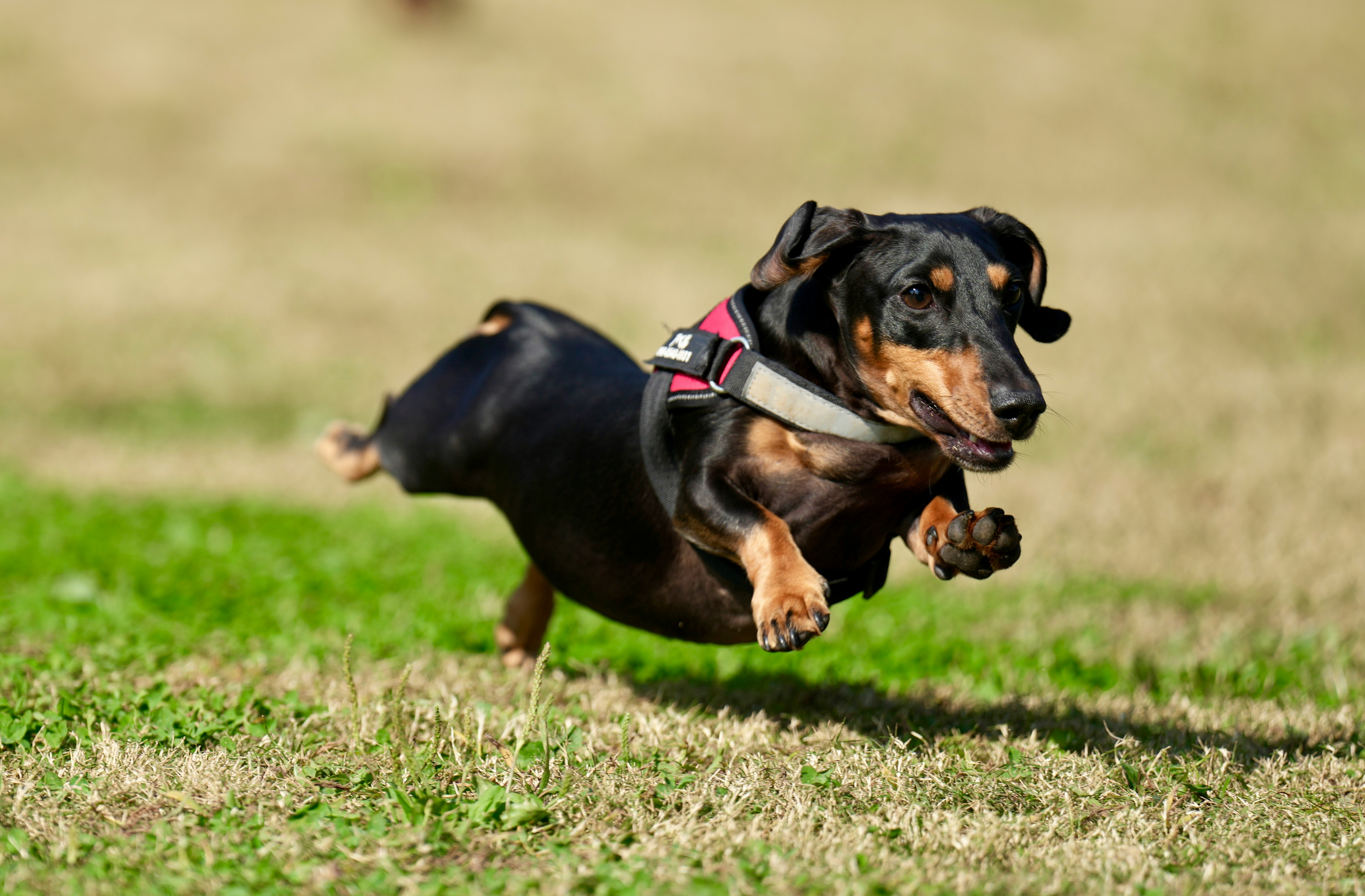 a leashed dog running on grass