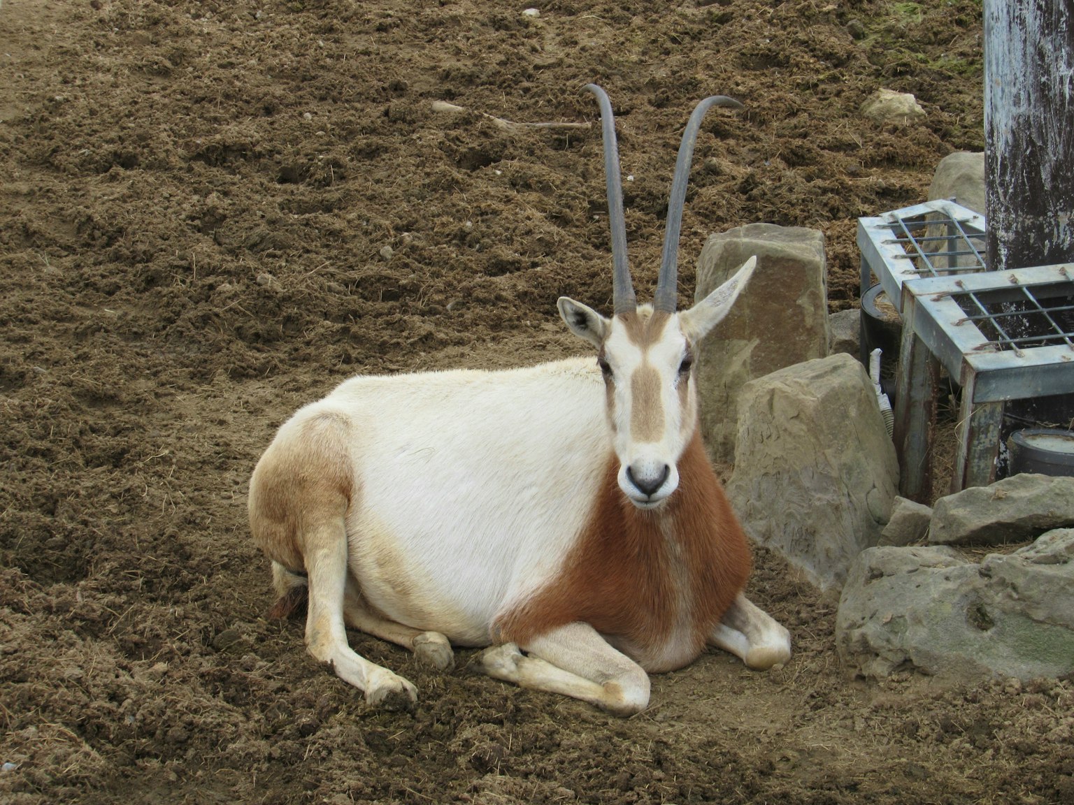 Un orice con un corpo bianco e marrone sdraiato a terra