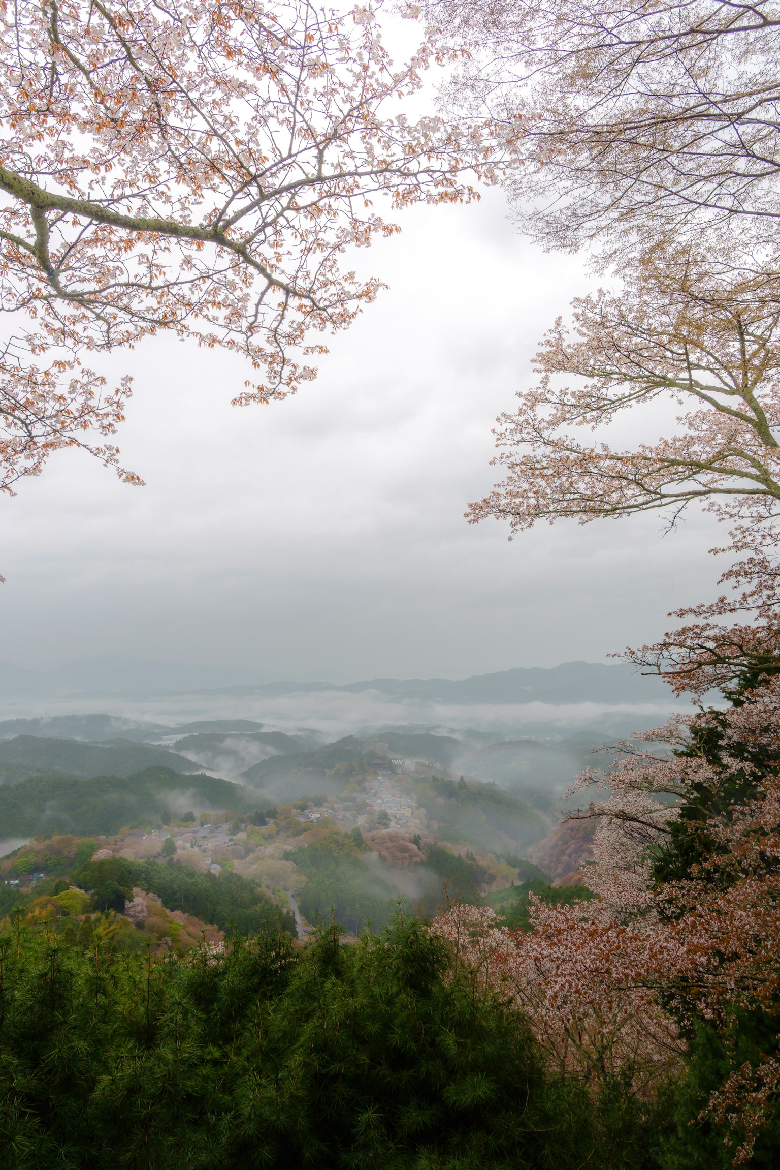 Paysage montagneux avec des cerisiers en fleurs et une vallée brumeuse