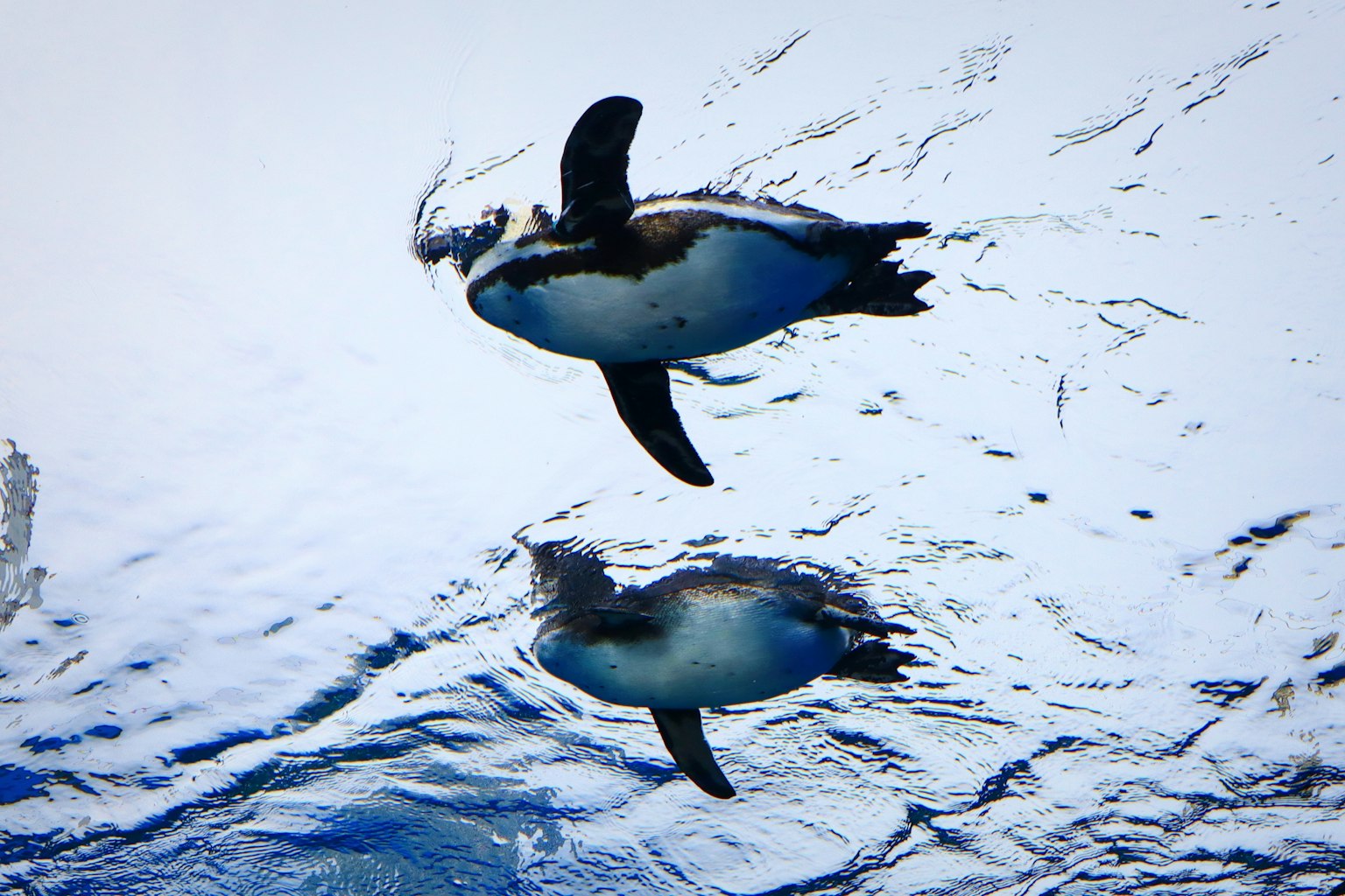 Immagine di un pinguino che nuota sott'acqua visto dall'alto