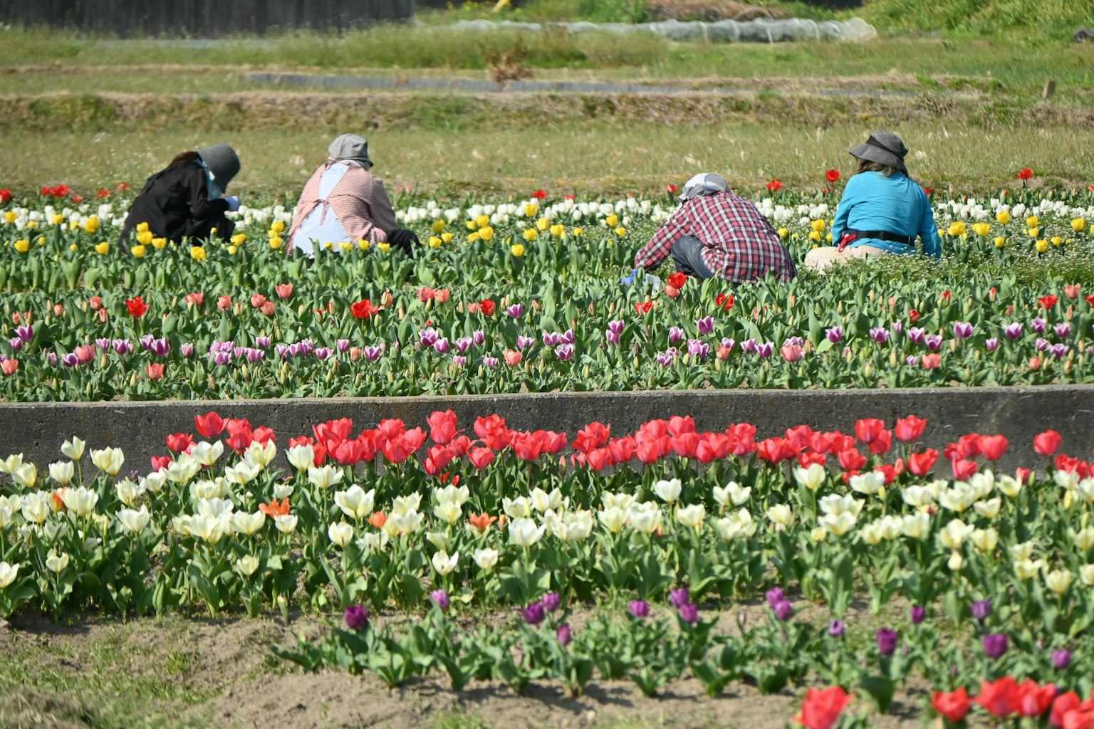 Menschen, die in einem Blumenfeld umgeben von bunten Tulpen arbeiten
