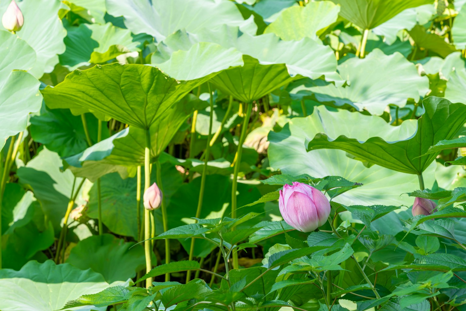 Brote de loto rosa rodeado de grandes hojas verdes