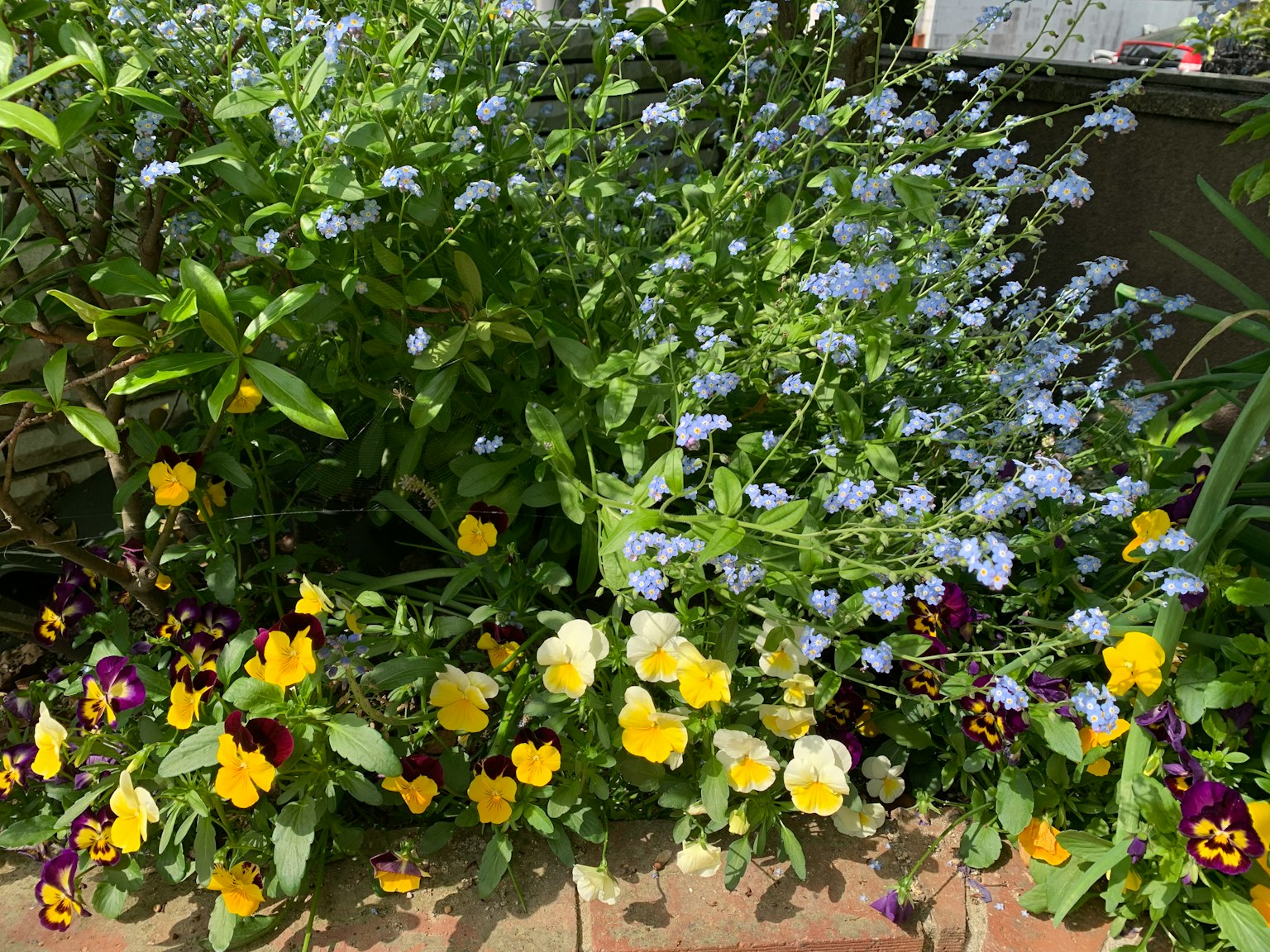 A beautiful flower bed with blue flowers and yellow pansies