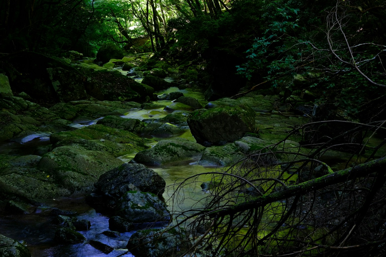 A stream flowing through a green forest with mossy rocks