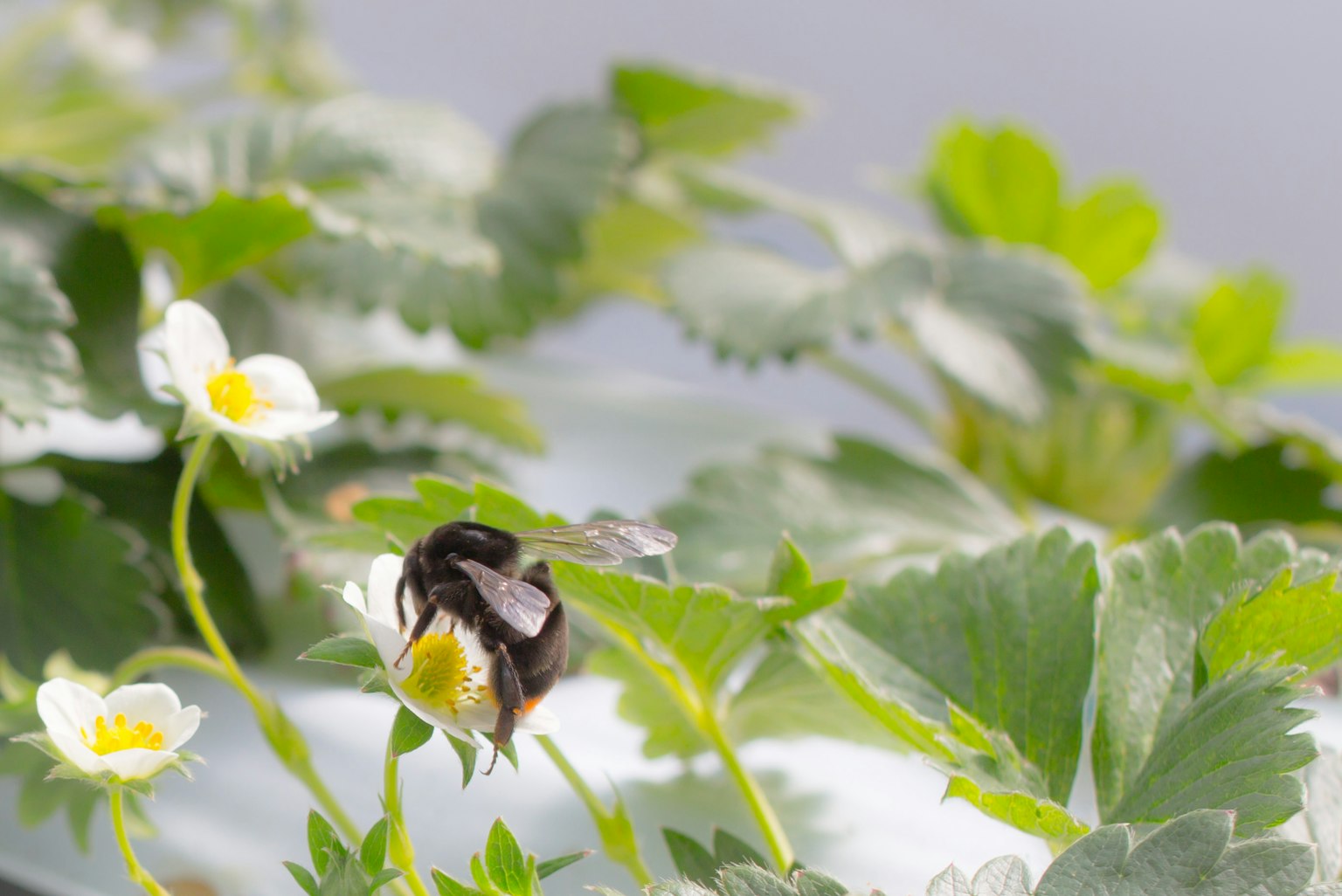 Primo piano di un'ape su un fiore di fragola