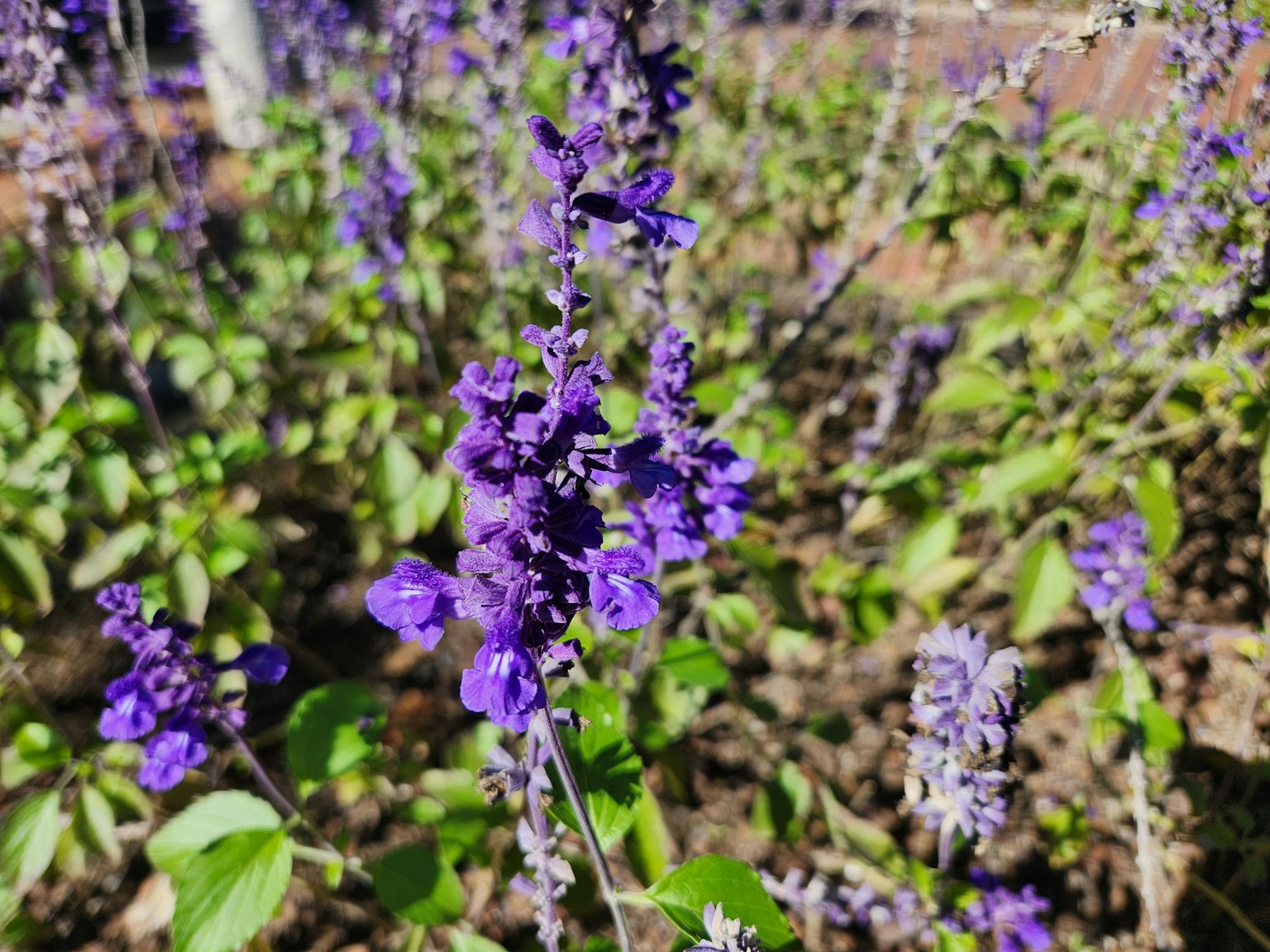特写的紫色花植物