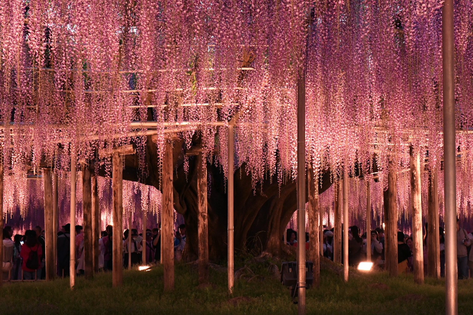 Scena incantevole di fiori di glicine viola che pendono