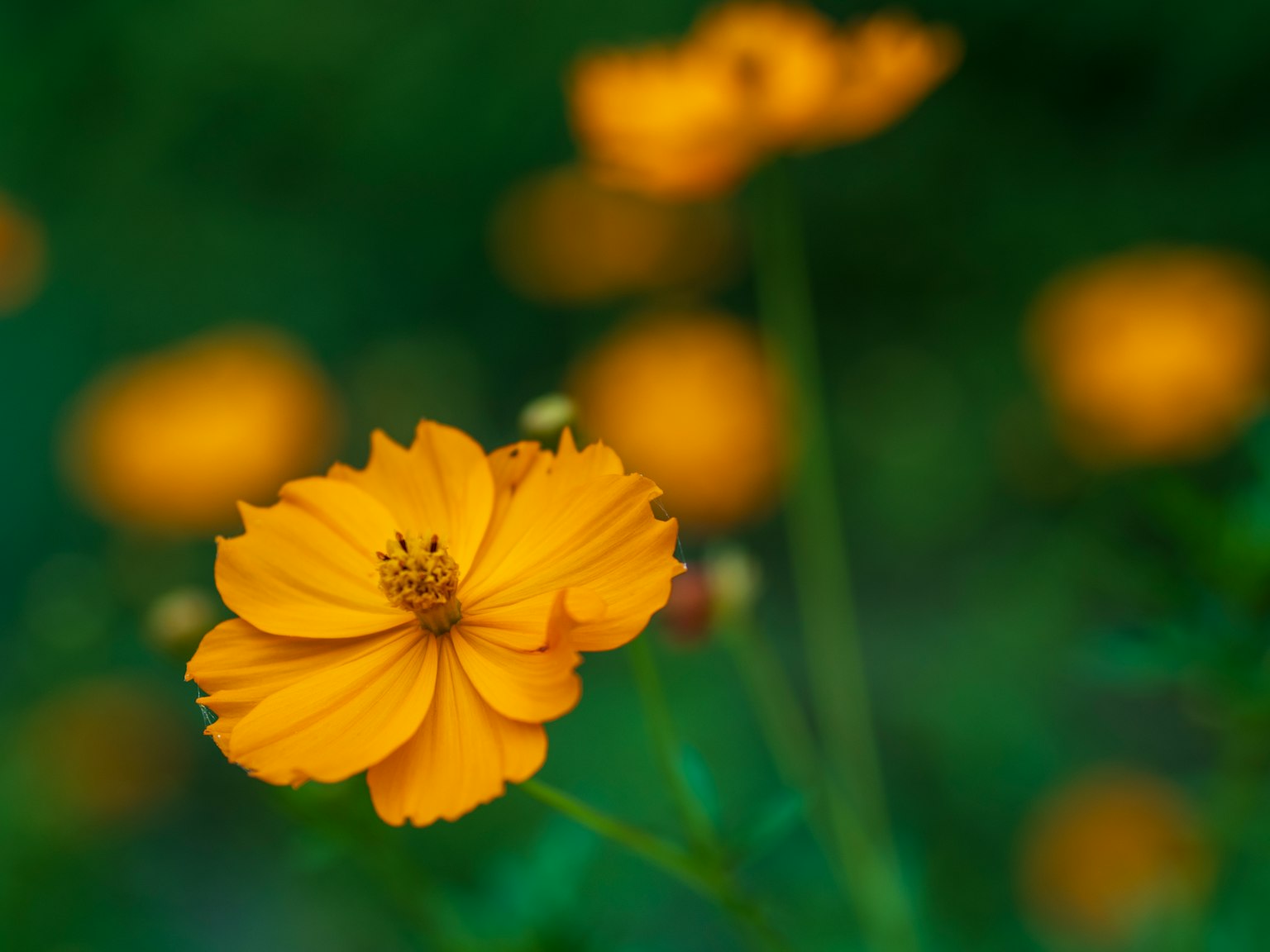 Flor amarilla vibrante con fondo verde borroso