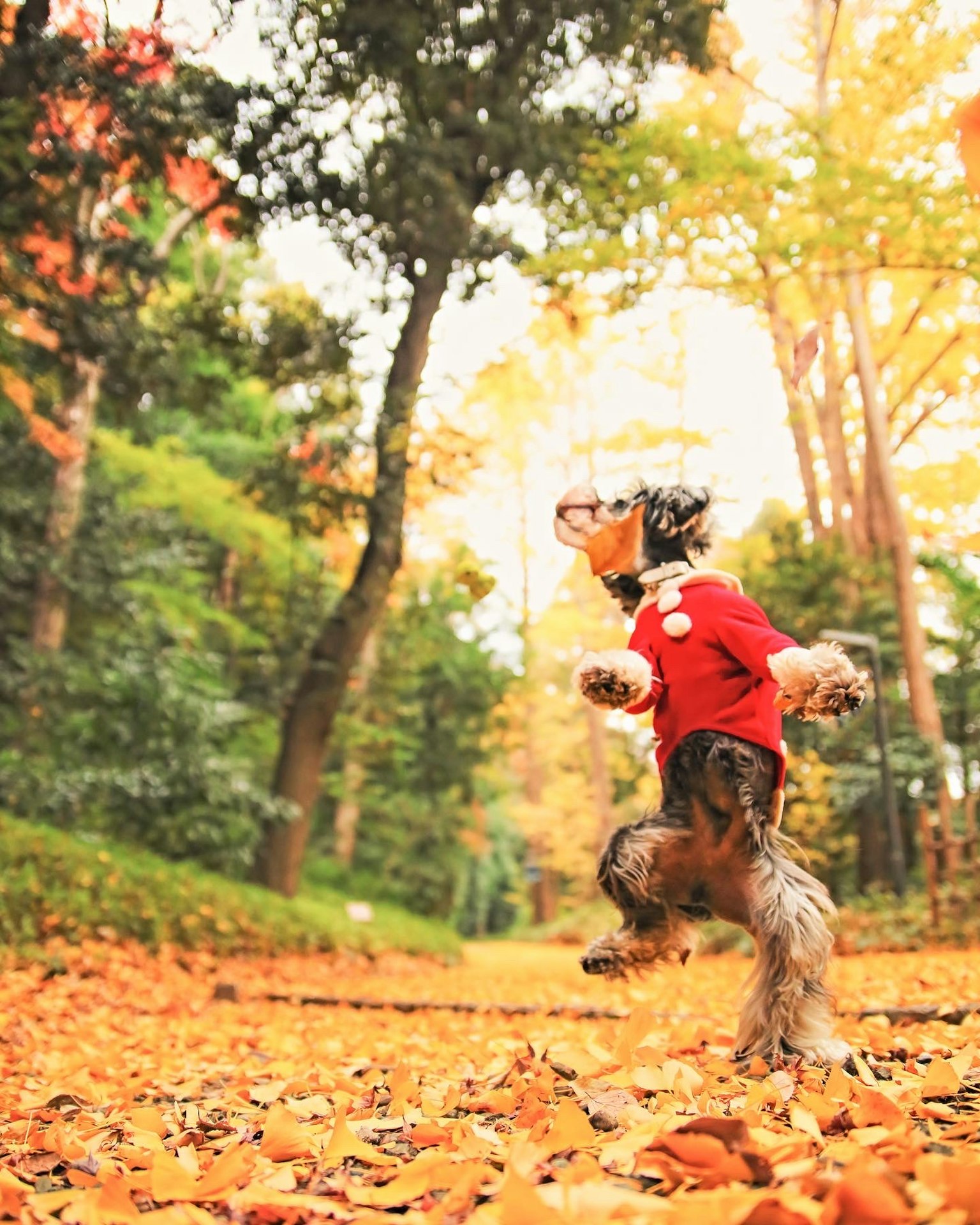 Anjing yang mengenakan kaos merah berlari di taman musim gugur