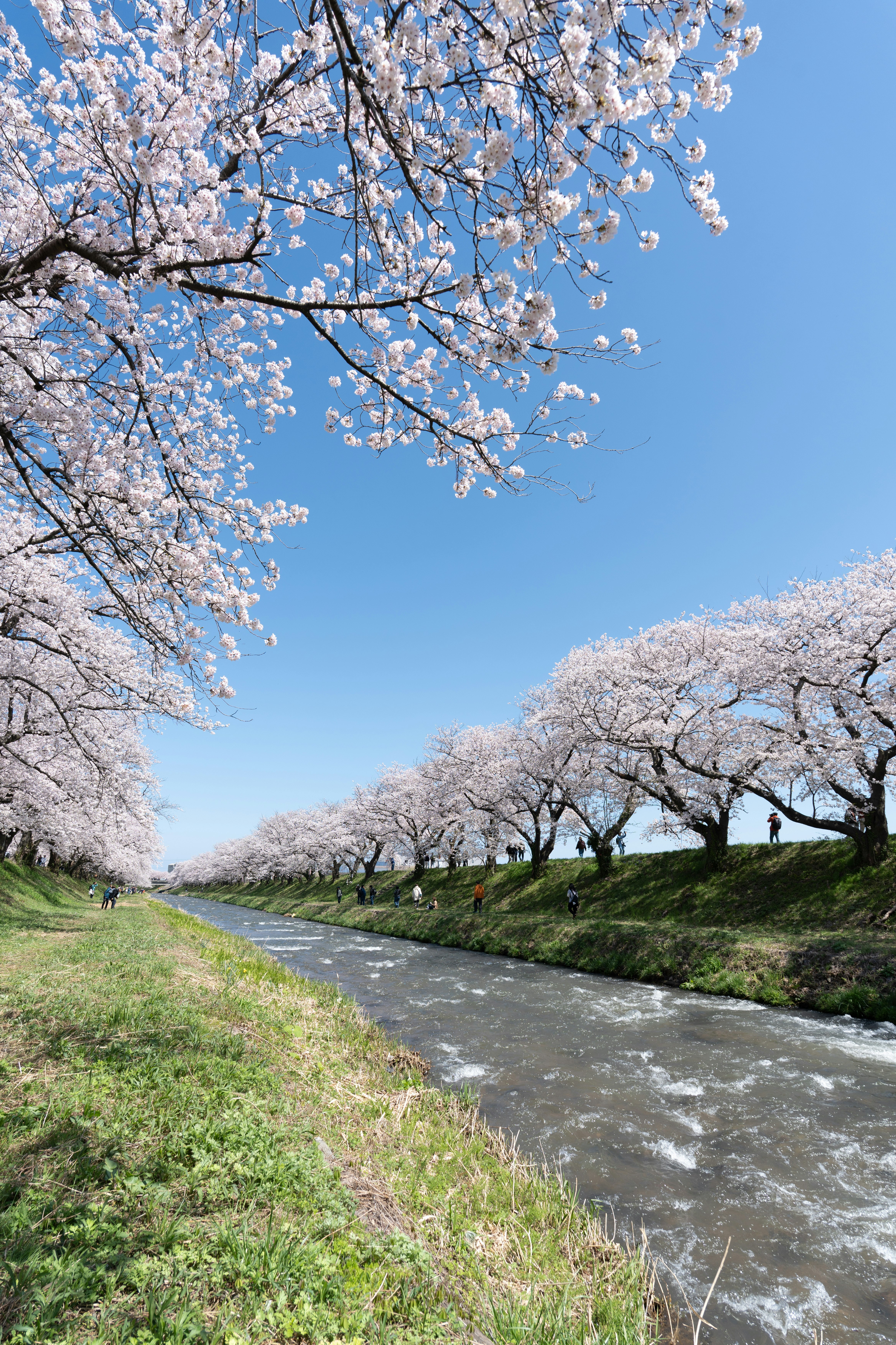 川沿いに咲く満開の桜並木