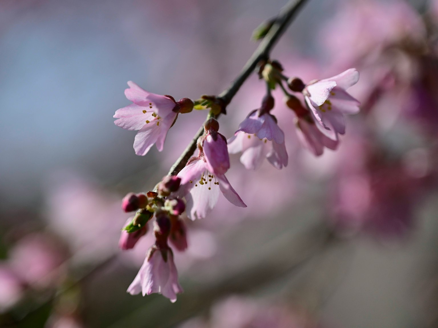 Gros plan de fleurs de cerisier sur une branche
