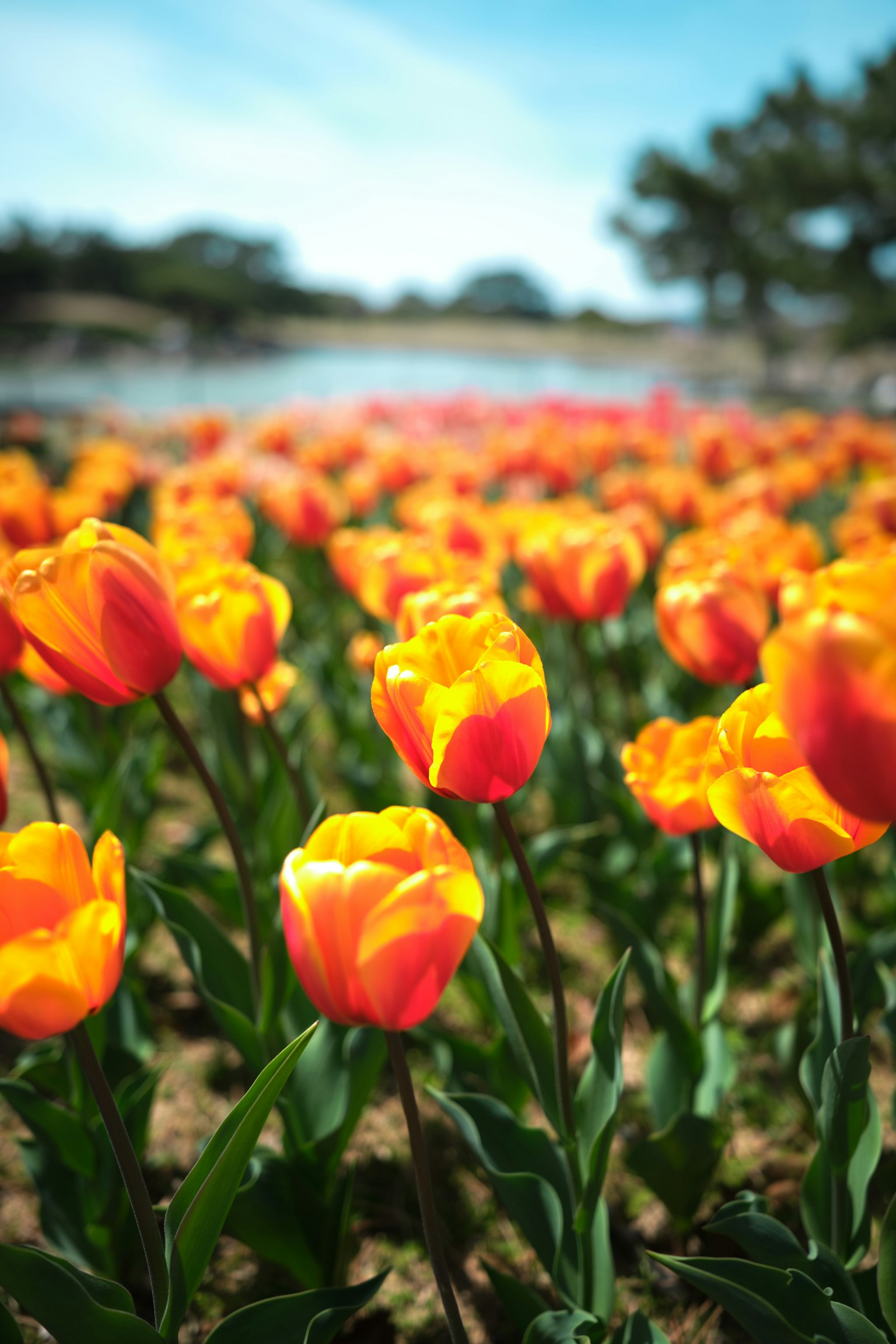 Tulipani arancioni e gialli vivaci in un campo