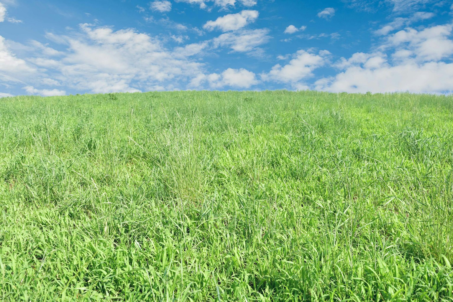 Prato verde lussureggiante sotto un cielo blu con nuvole bianche