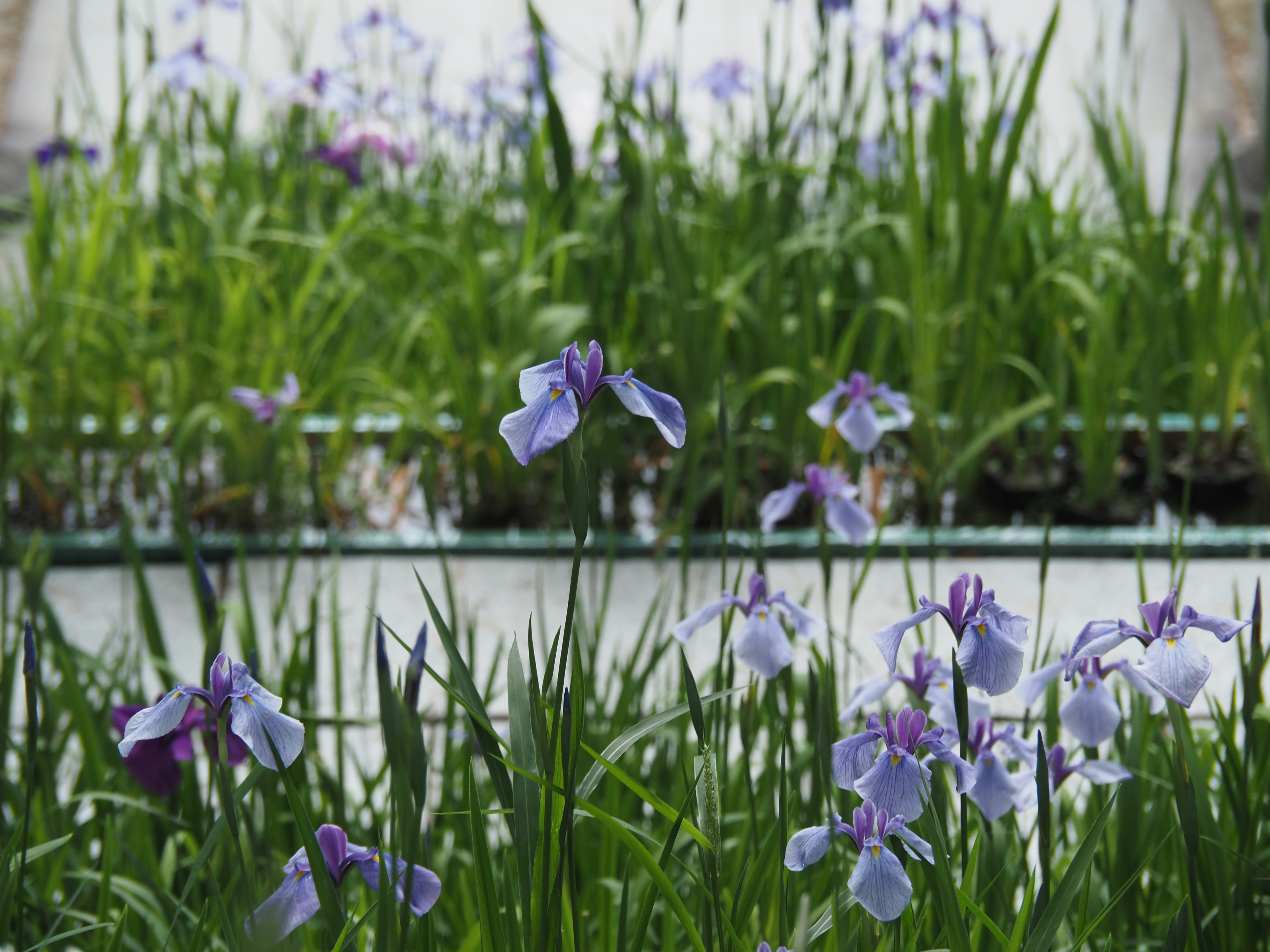 花菖蒲が咲く水辺の花畑