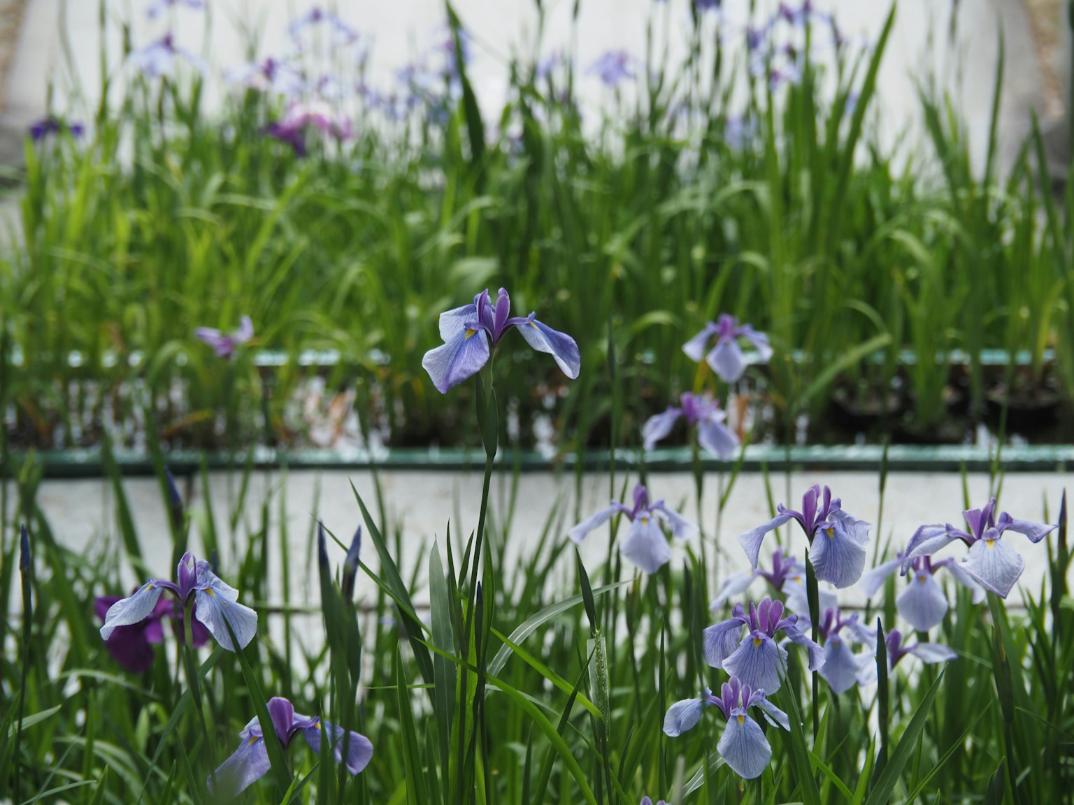 Purple iris flowers blooming in a lush green field