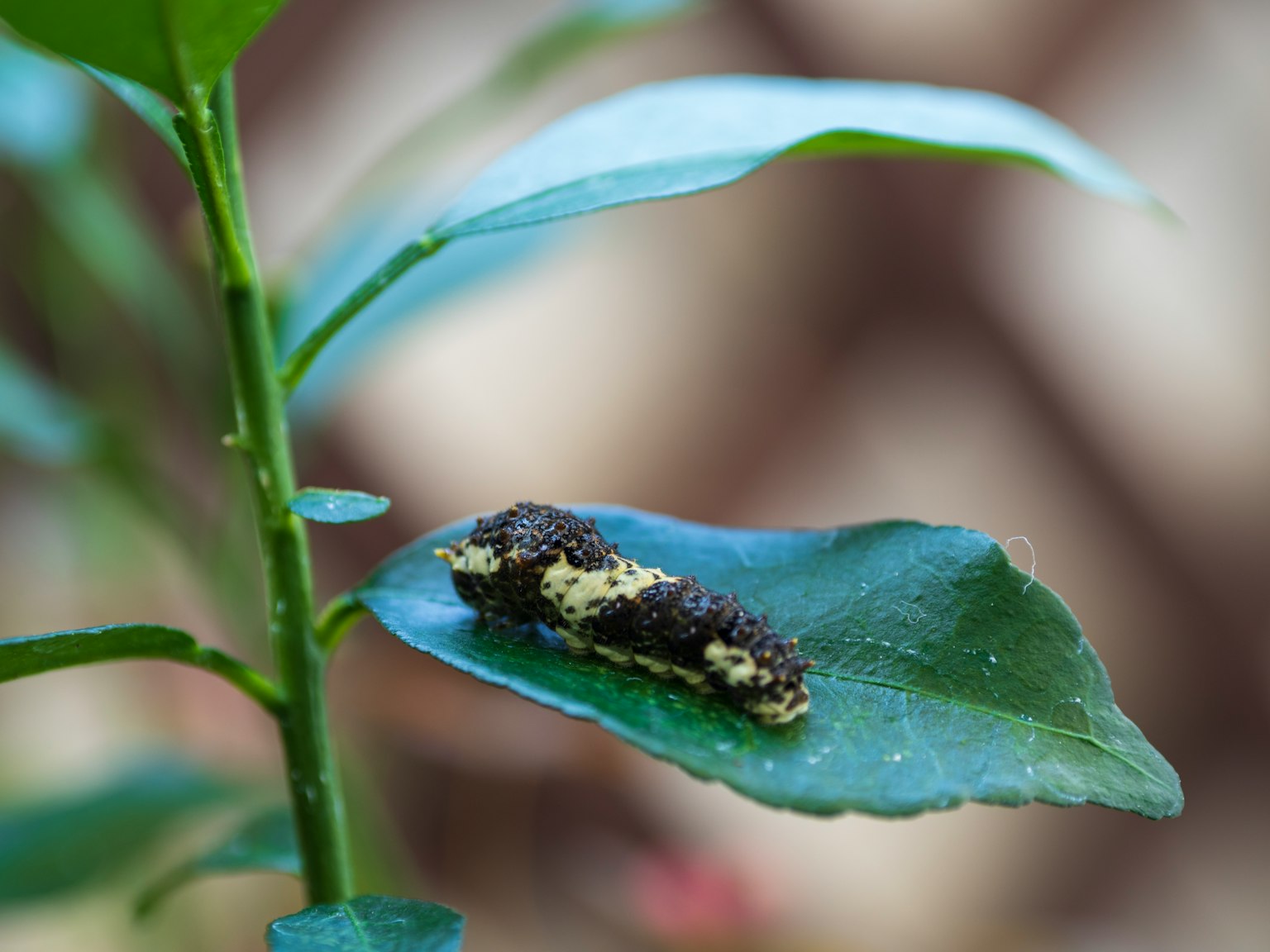 Une chenille noire et jaune sur une feuille verte