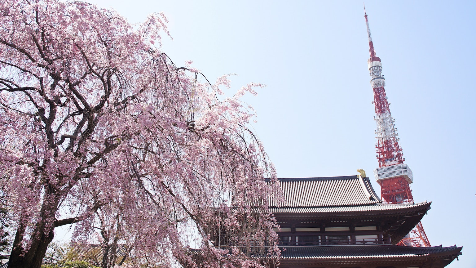 Vista de la Torre de Tokio con un árbol de cerezo