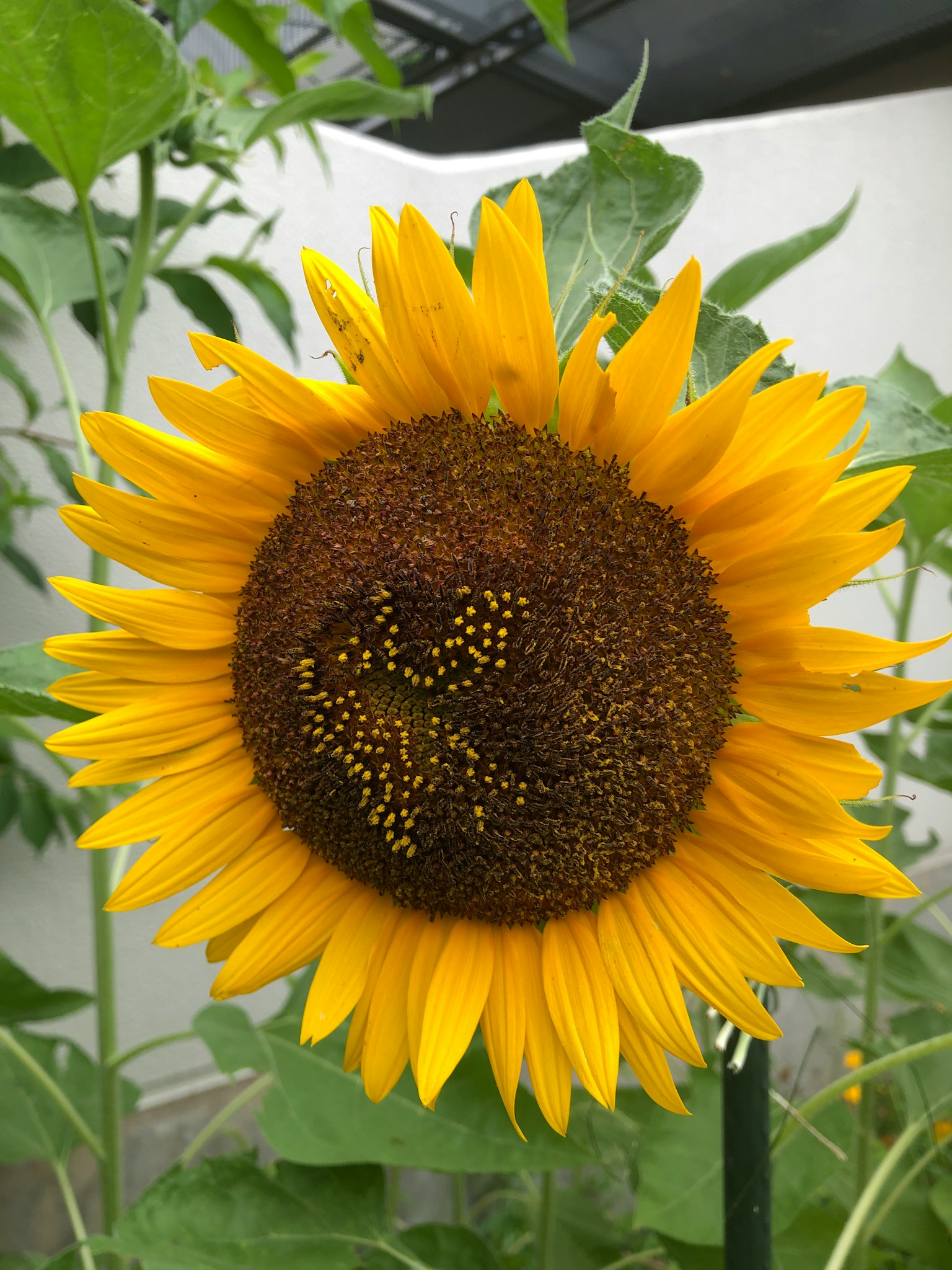 Vibrant yellow sunflower in full bloom