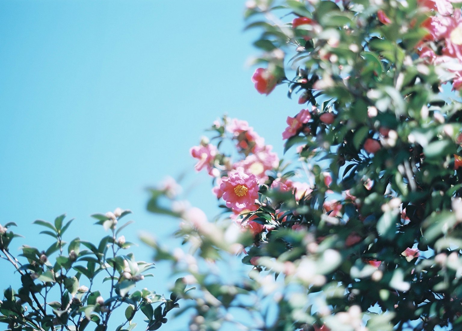 Äste eines blühenden Baumes mit rosa Blüten vor einem blauen Himmel