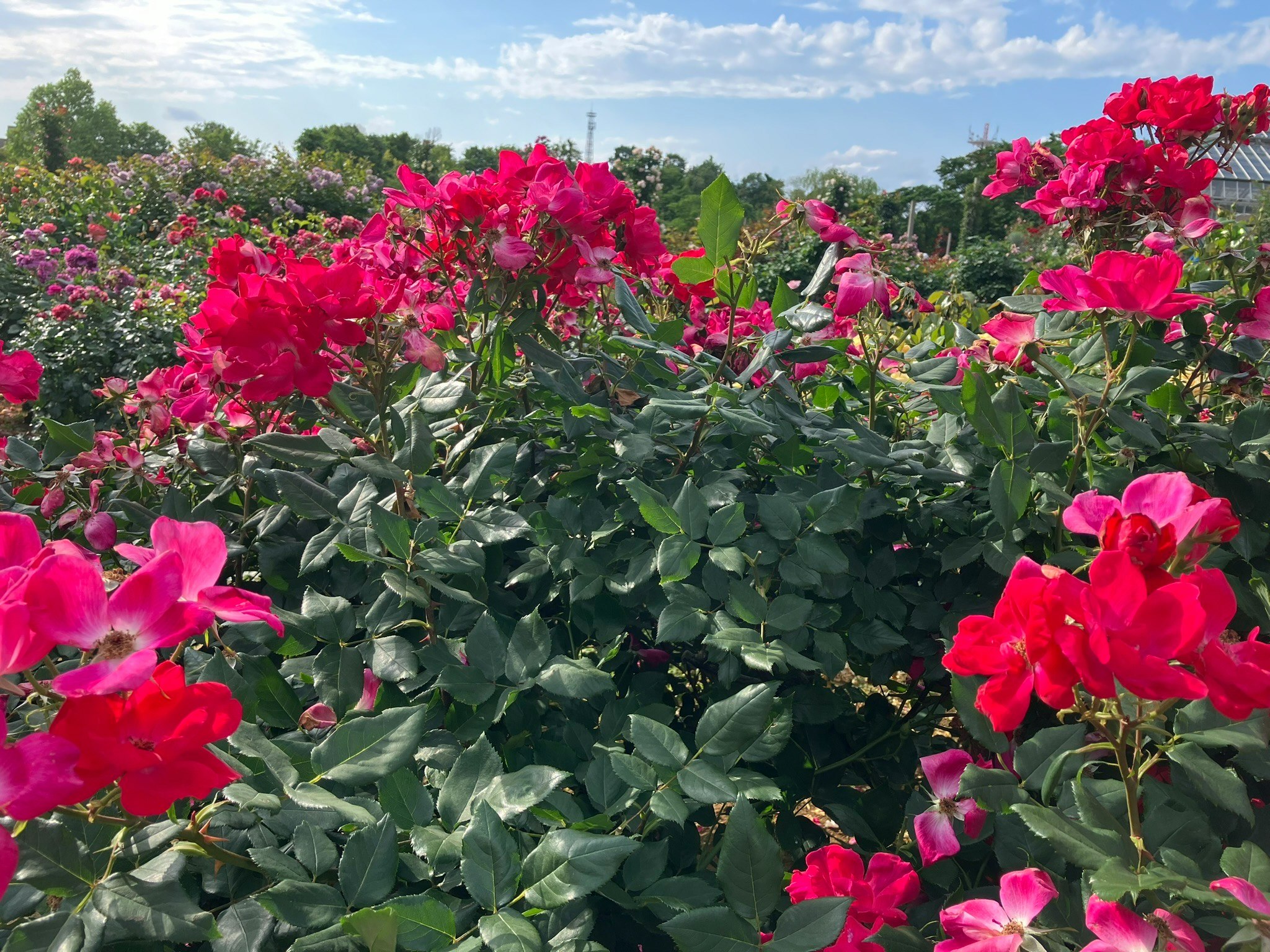 ケイシー・ローズガーデンの色鮮やかなバラの花々