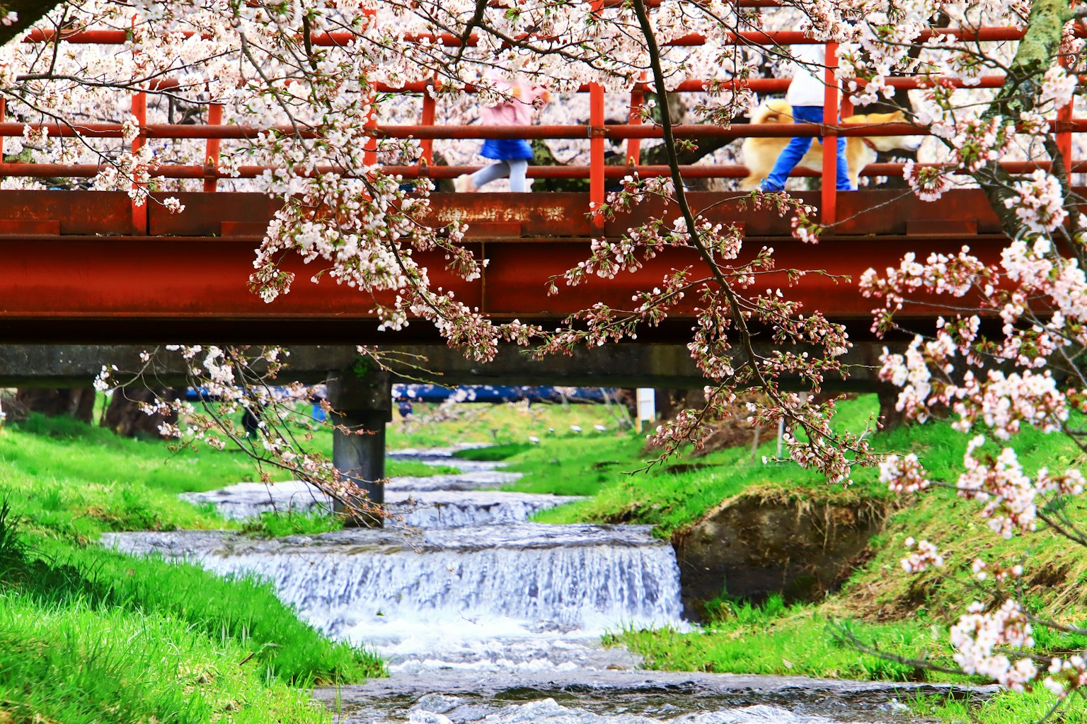 ทิวทัศน์สวยงามของสะพานแดงกับดอกซากุระเหนือสตรีม
