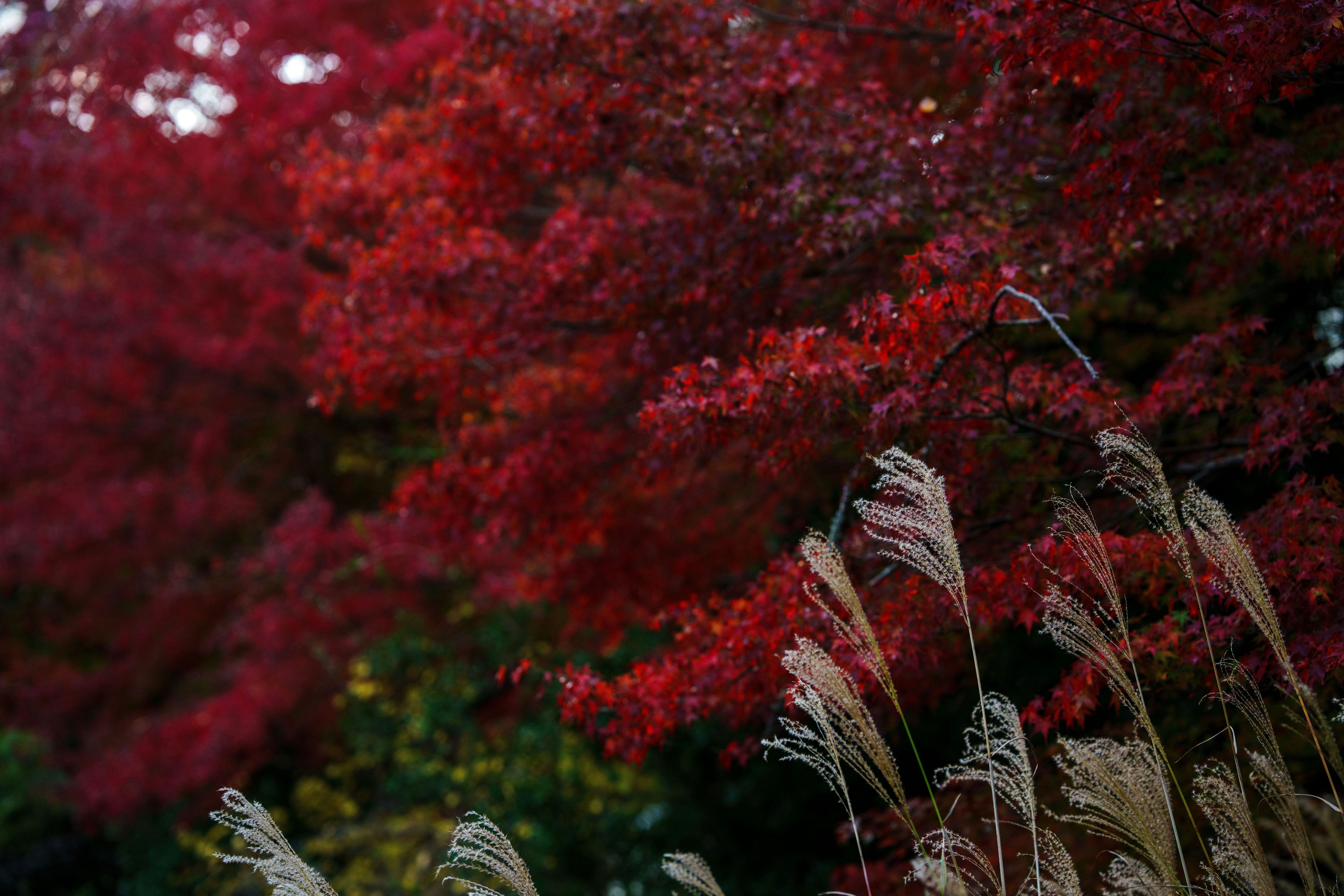 赤い花と穂のある庭の草花