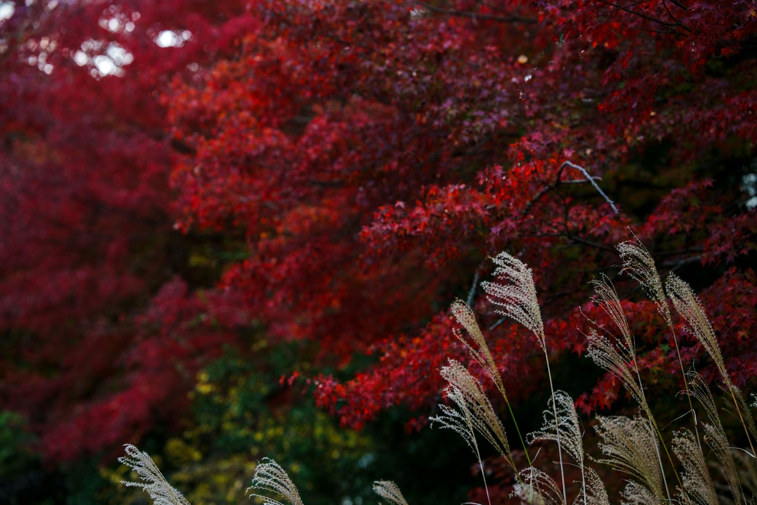 秋天的場景，有紅葉樹和草羽