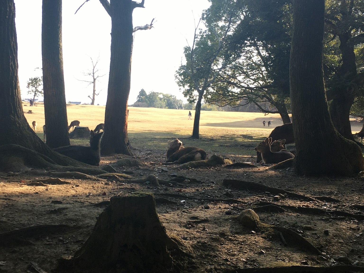 Pemandangan hutan dengan pohon-pohon yang membingkai padang terbuka di latar belakang