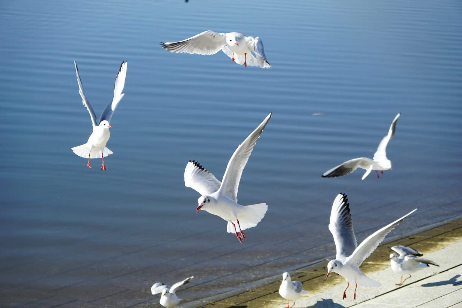 Eine Gruppe von Möwen, die über eine ruhige Wasseroberfläche fliegen
