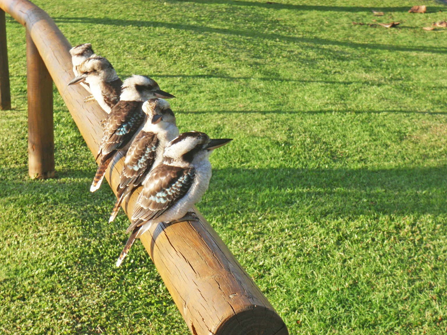 Eine Gruppe von Kookaburras sitzt auf einem Holzbalken und sonnt sich auf grünem Gras