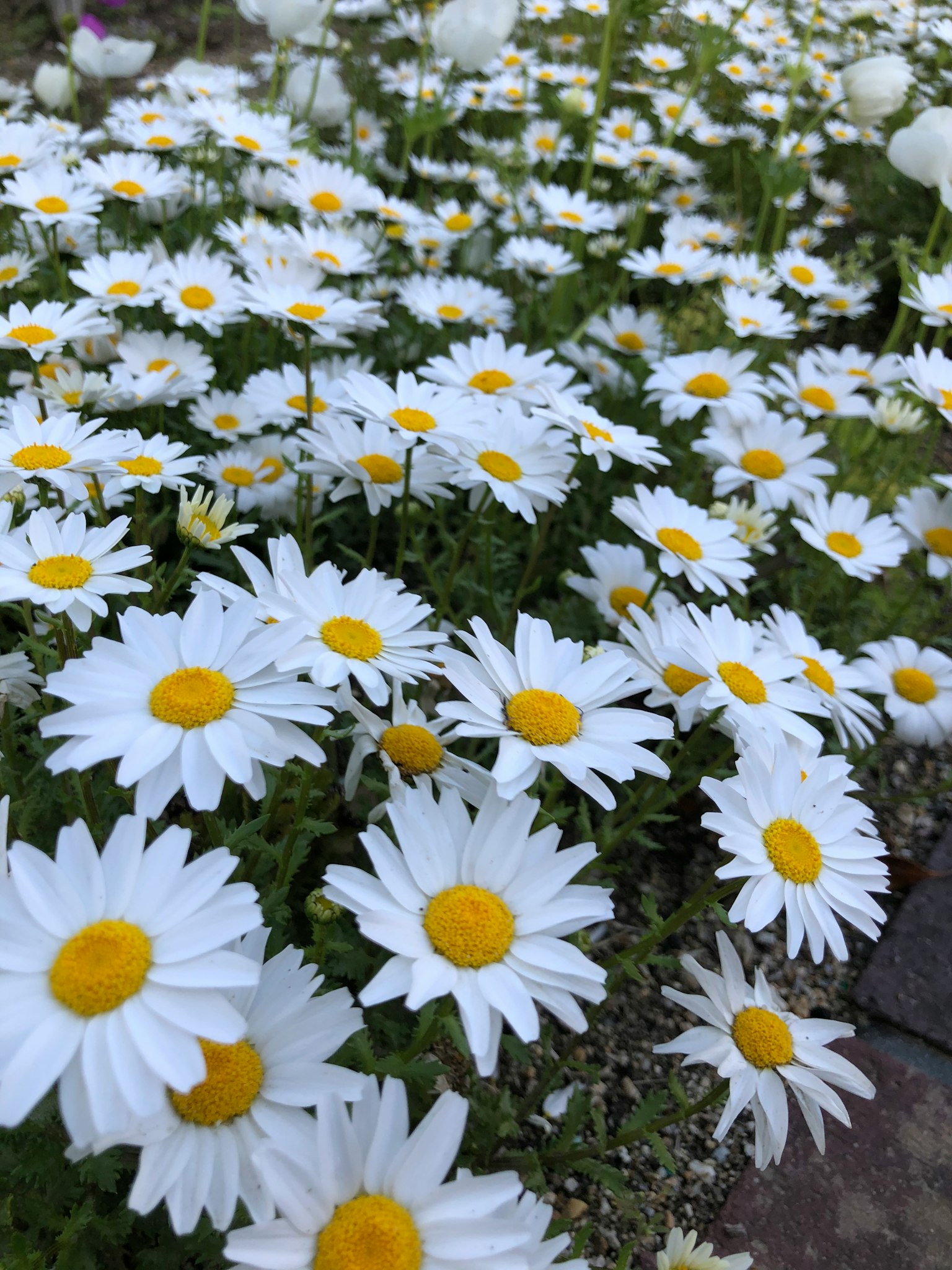 Un fitto gruppo di margherite con petali bianchi e centri gialli