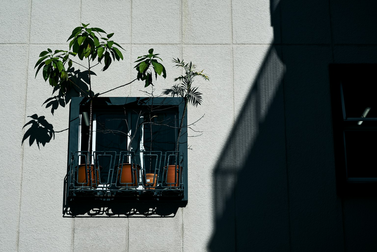 Caja de plantas en la pared de un edificio con sombras