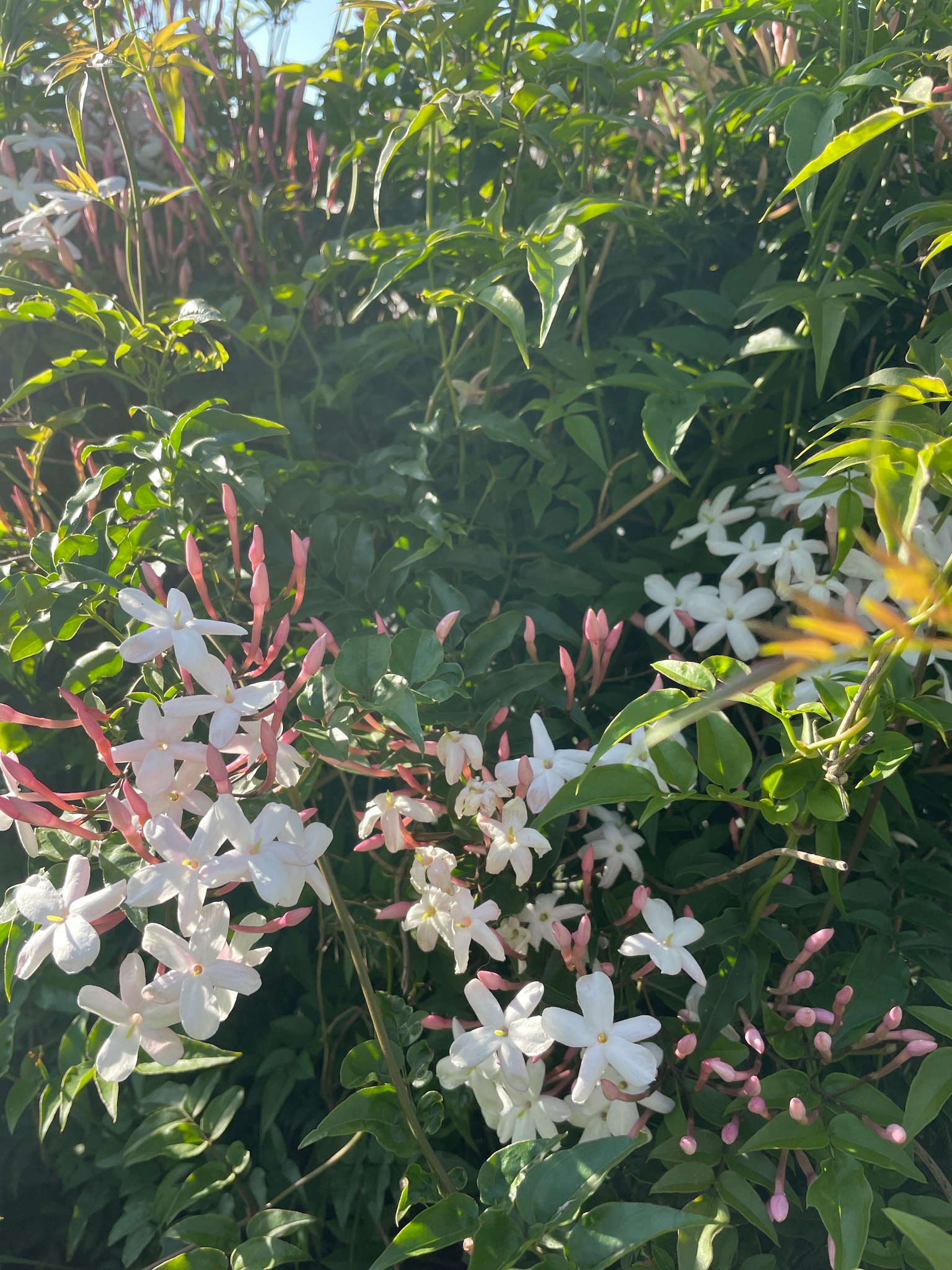 Arbusto de jazmín con flores blancas y capullos rosas