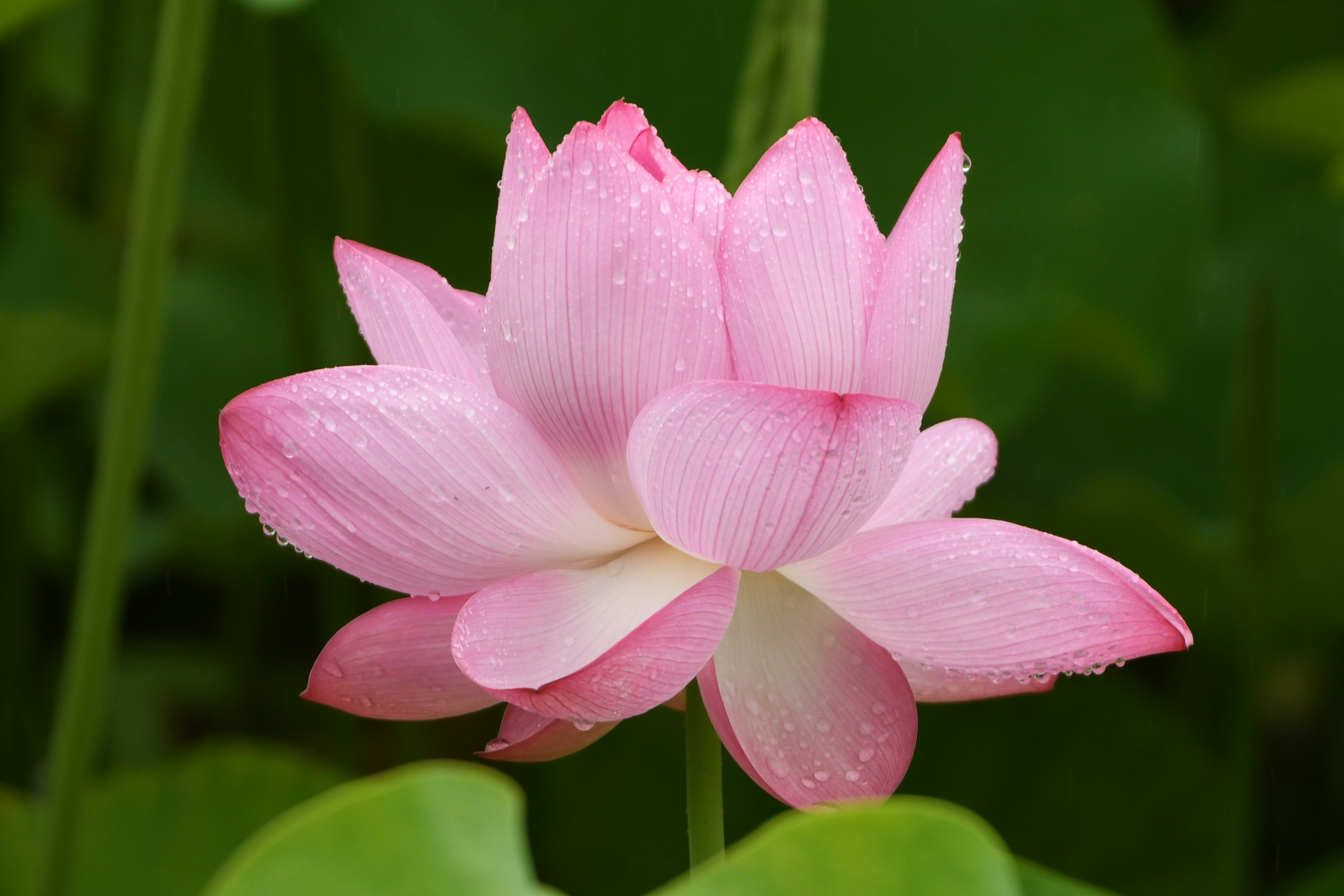ピンクの蓮の花が水面近くで咲く
