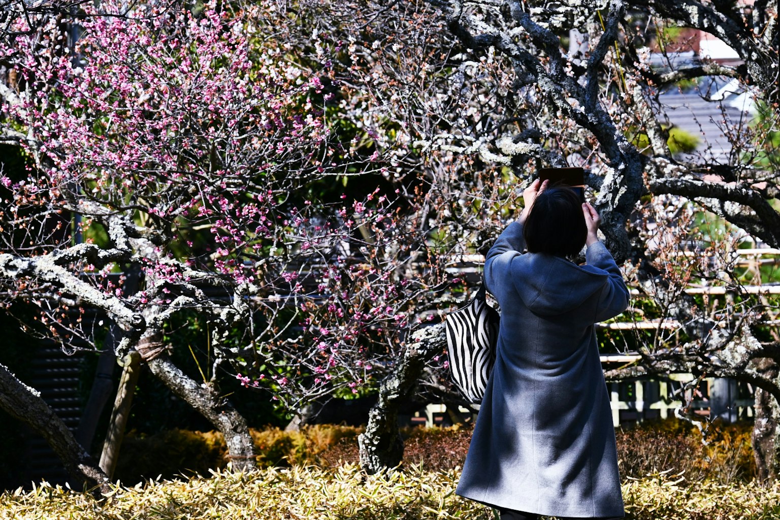 Woman taking a photo in front of a cherry blossom tree