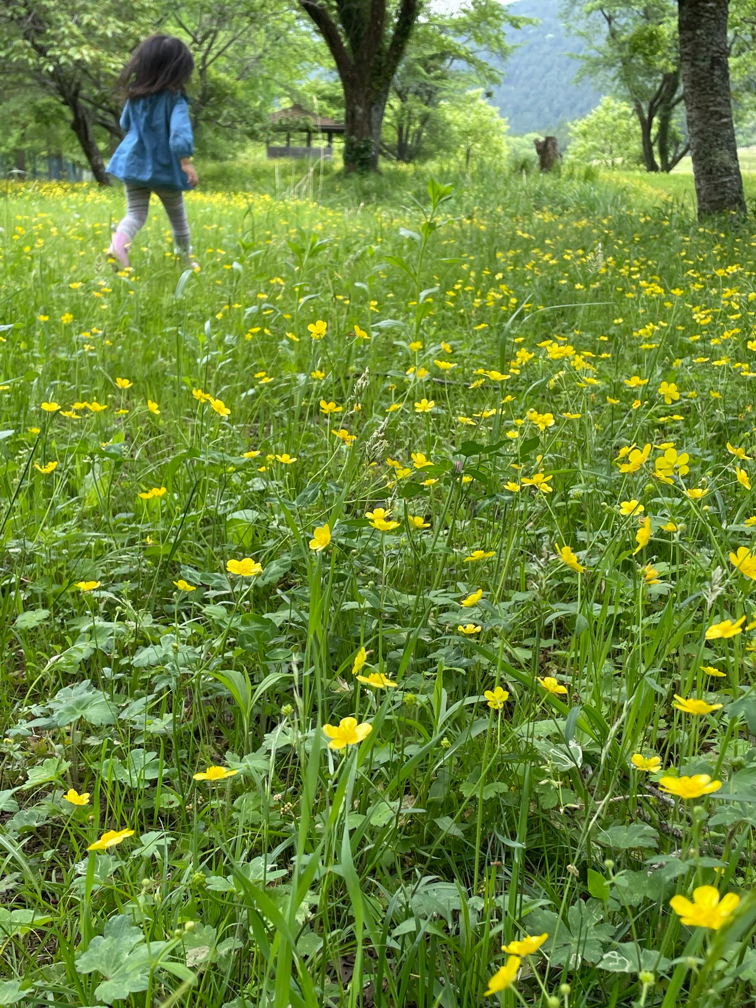 Niño caminando por un prado lleno de flores amarillas
