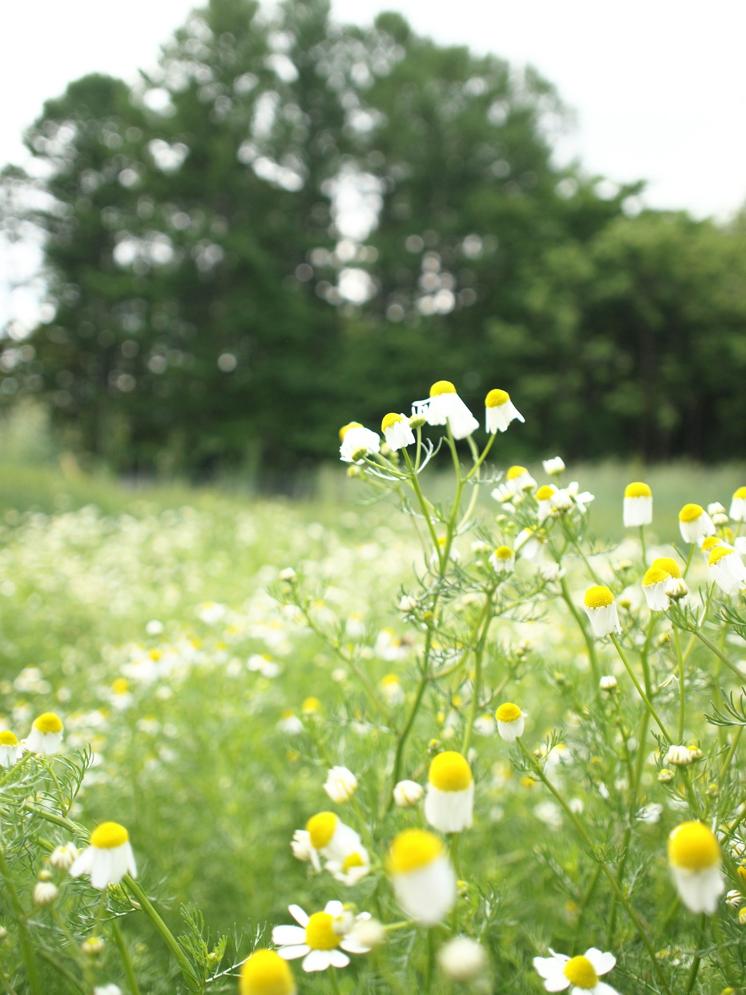 黄色の花を持つ白い野生の花が咲く緑豊かな草原