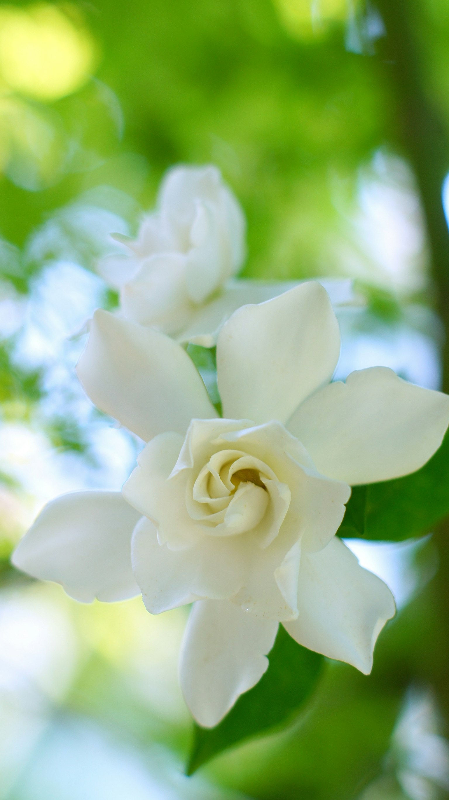 Flor de gardenia blanca con fondo verde borroso